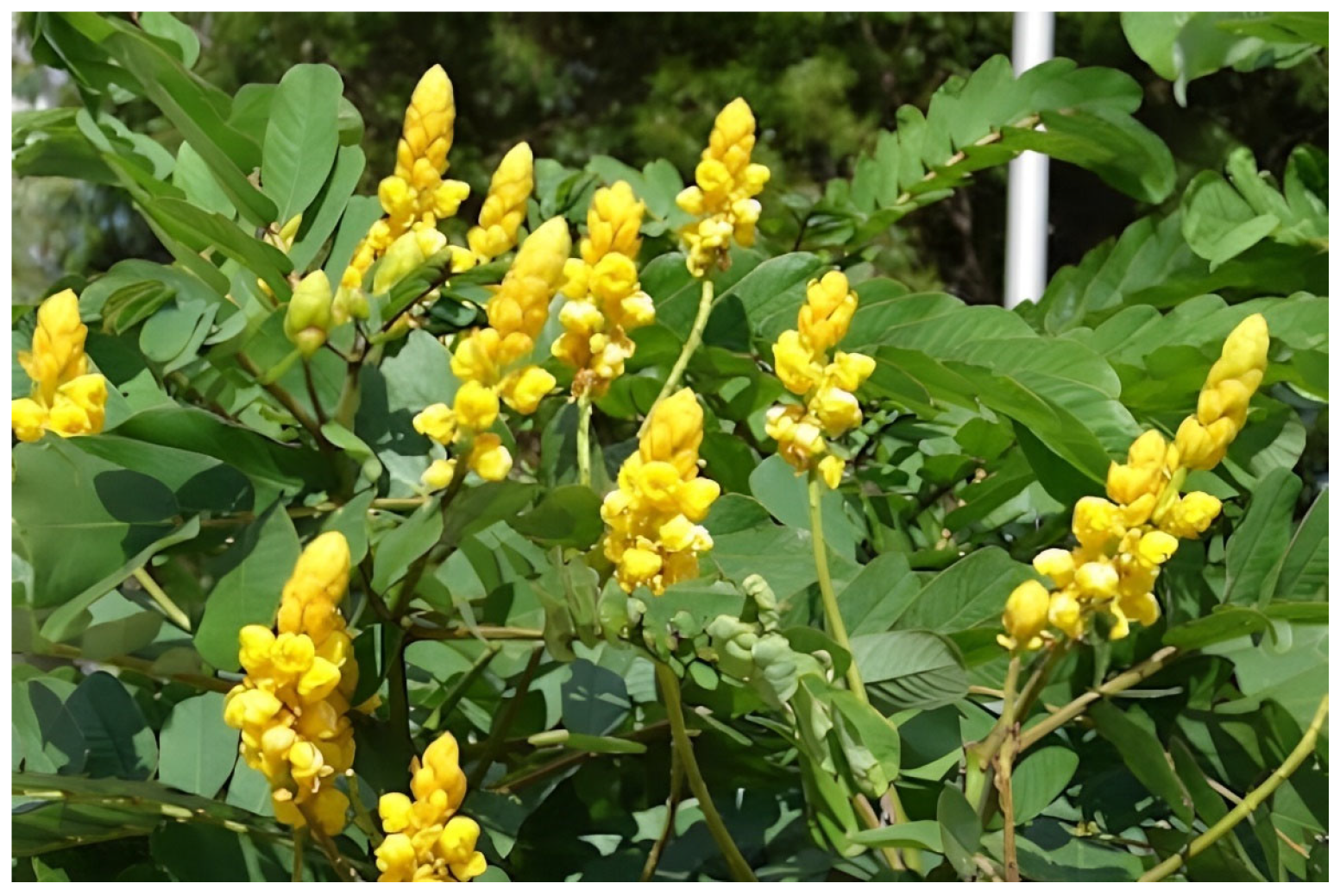 Cosmetics 10 00005 g001