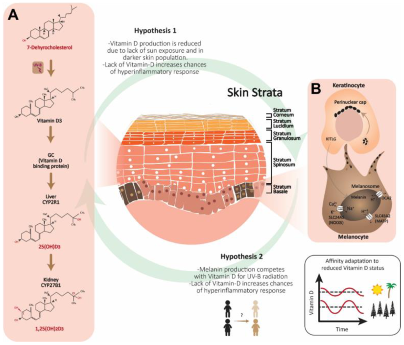 Cosmetics 10 00034 g003
