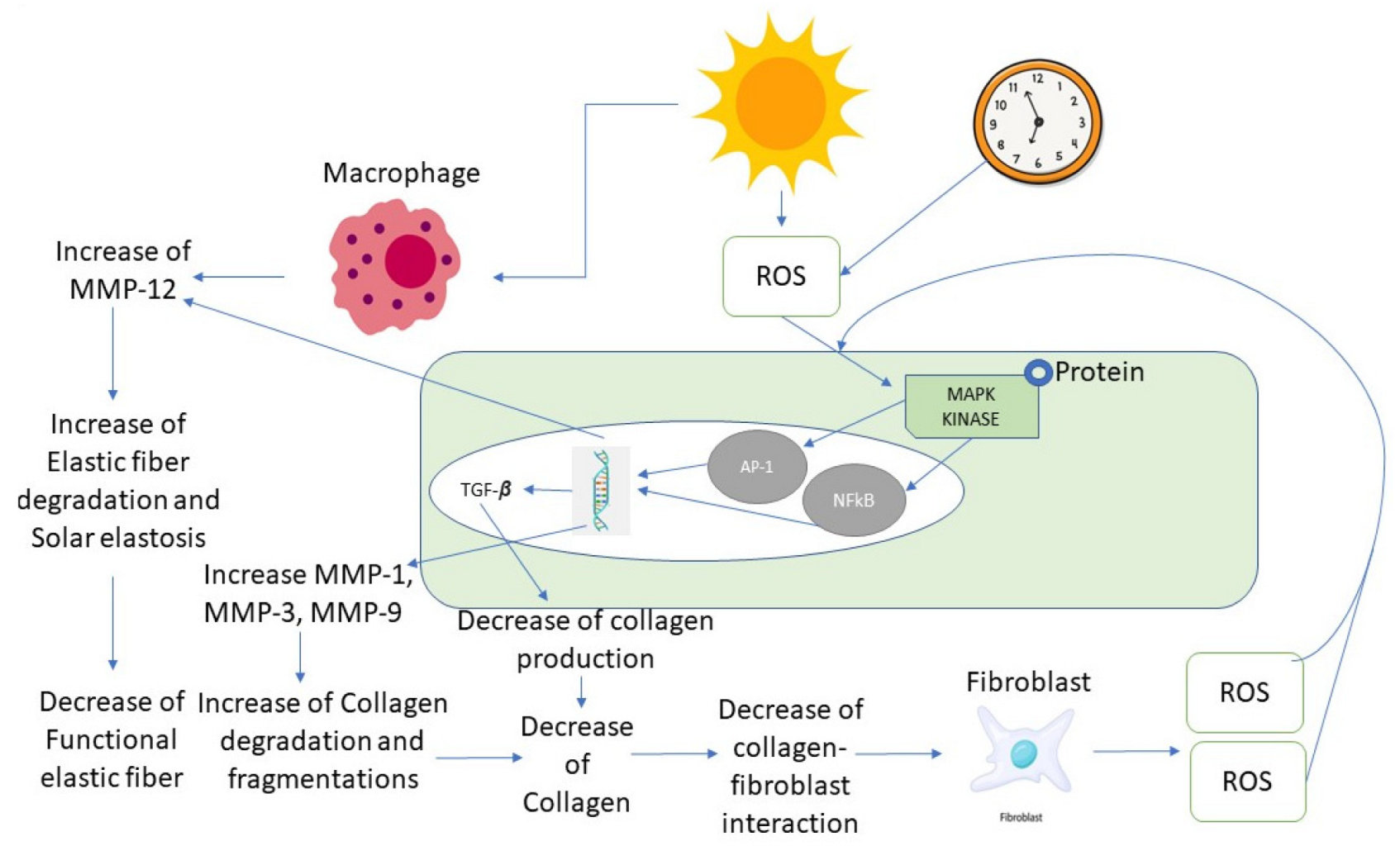 Cosmetics 10 00041 g001