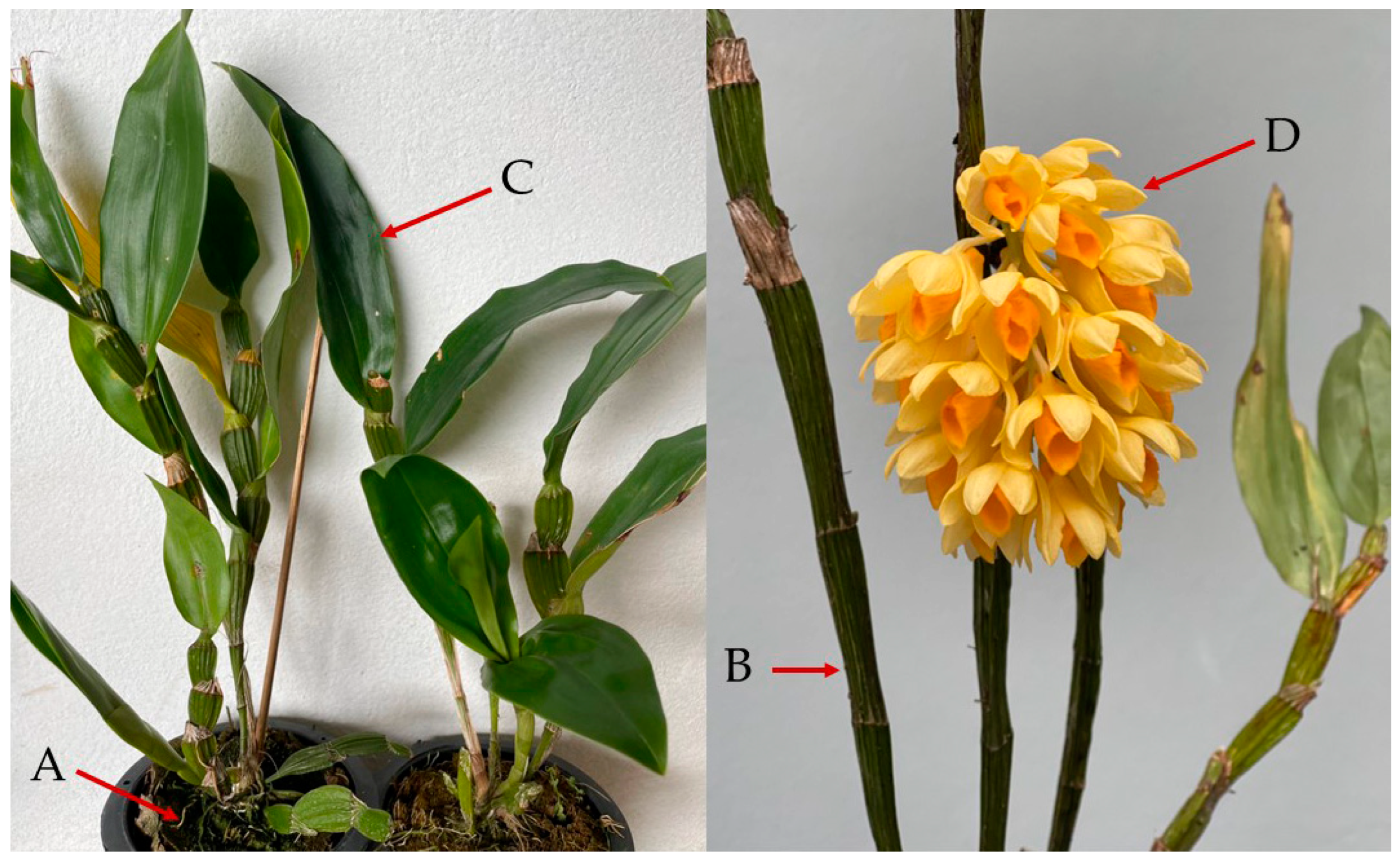 Cosmetics 10 00043 g001