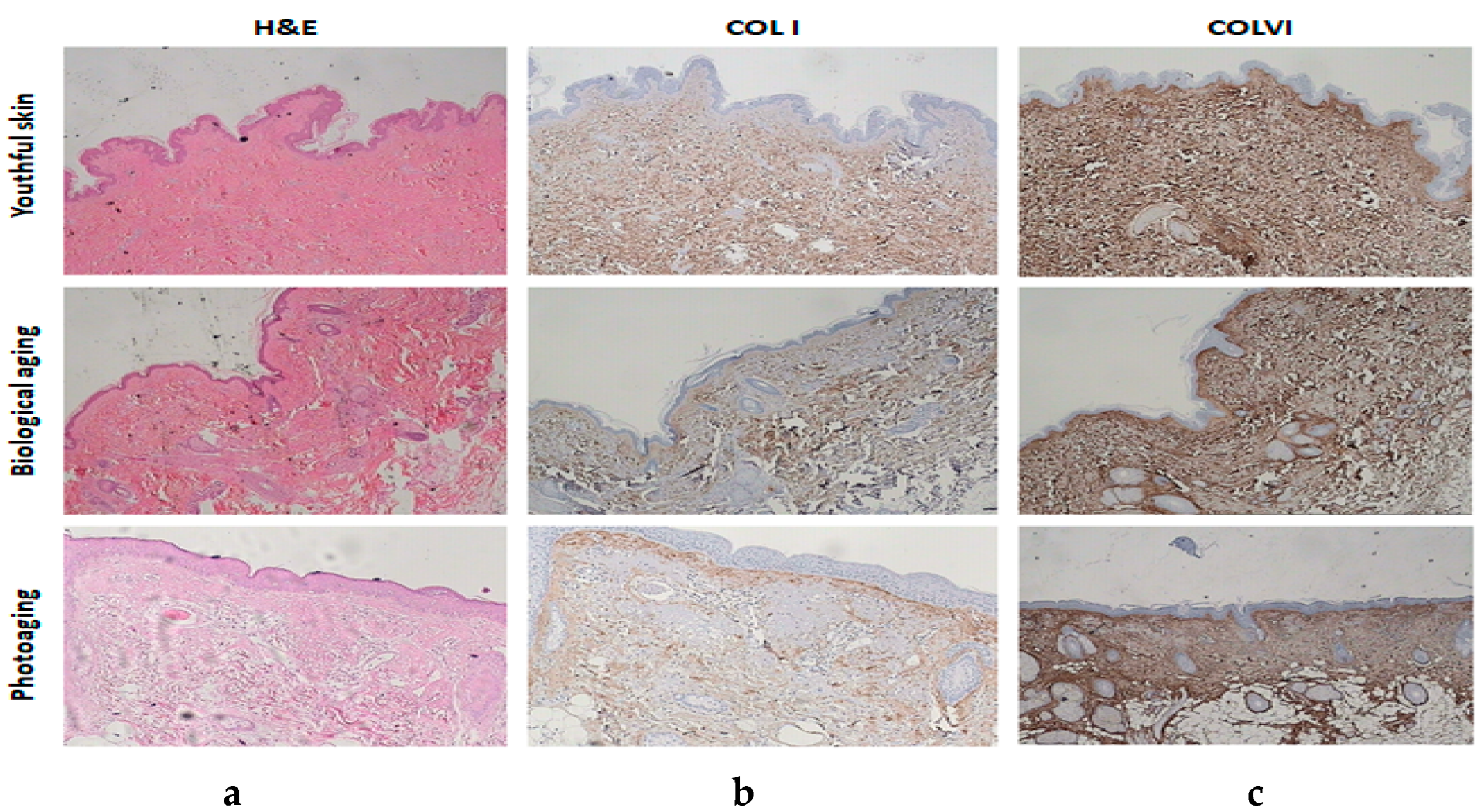 Cosmetics 10 00048 g005