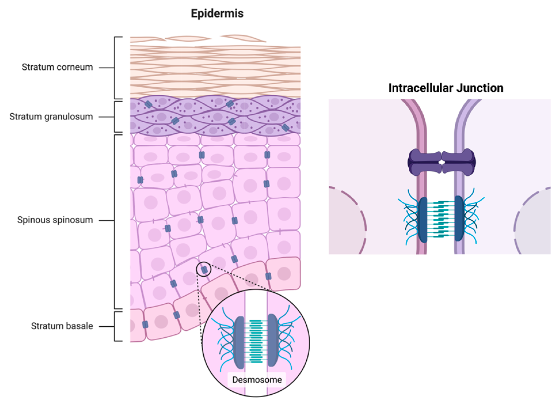 Cosmetics 10 00054 g001