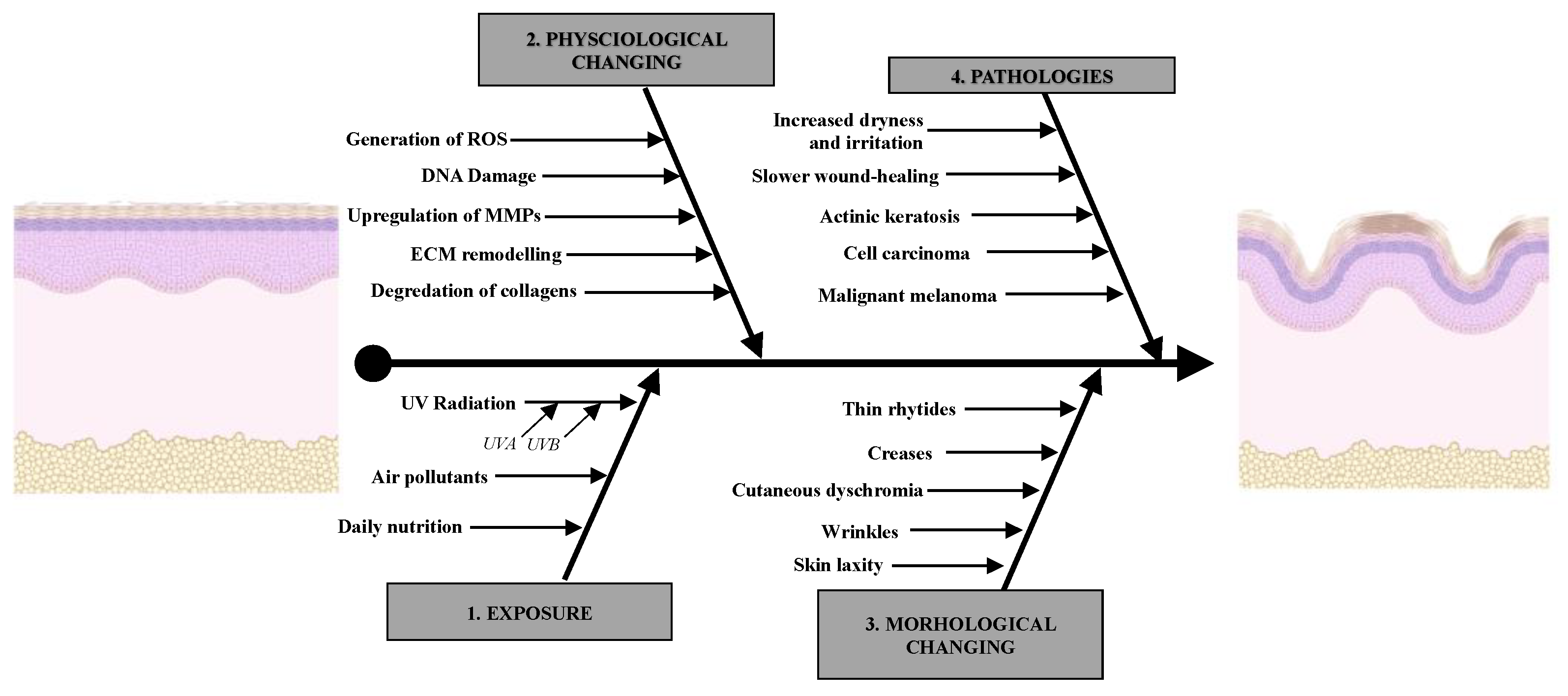 Cosmetics 10 00054 g002