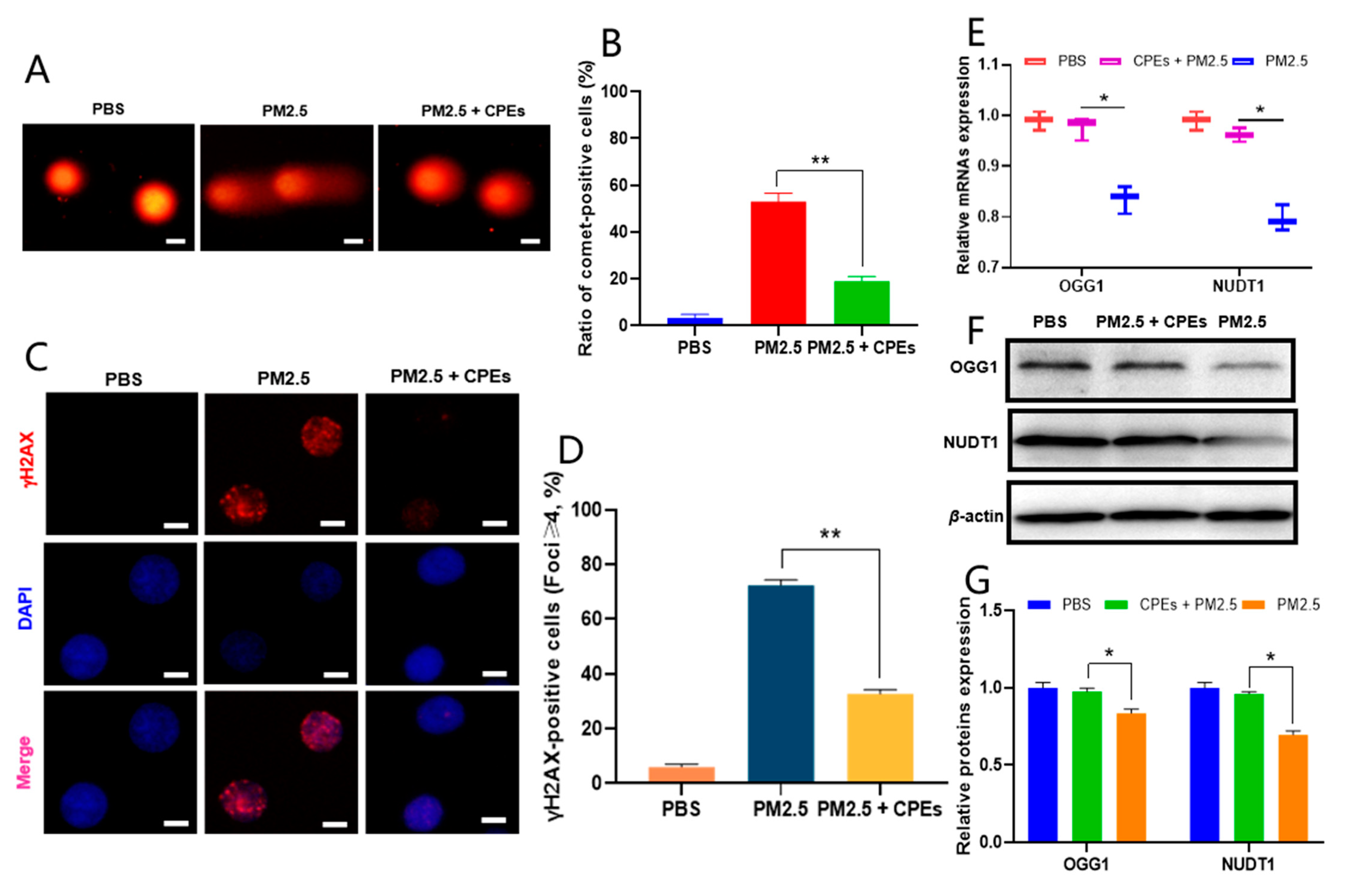 Cosmetics 10 00063 g006