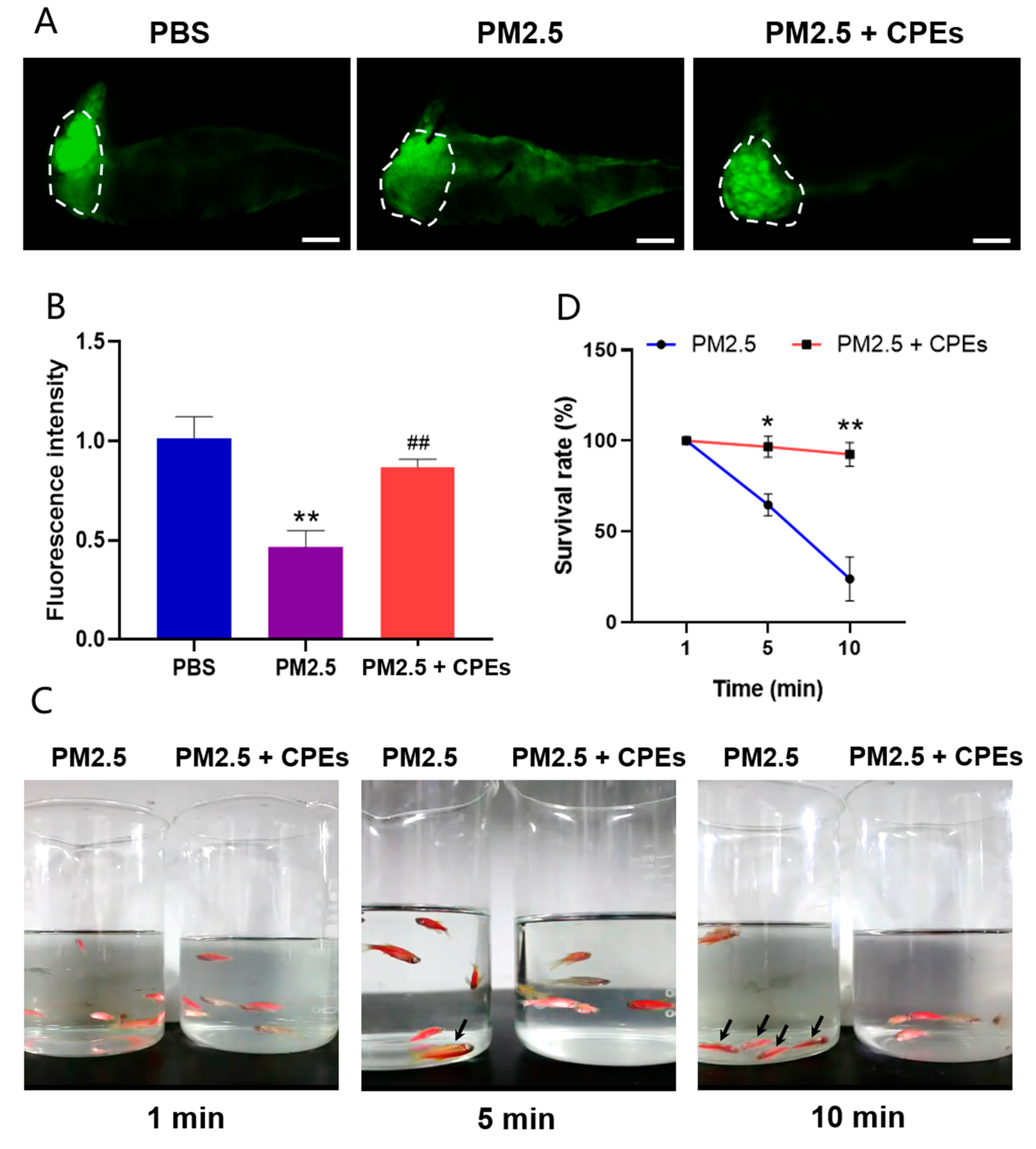 Cosmetics 10 00063 g007