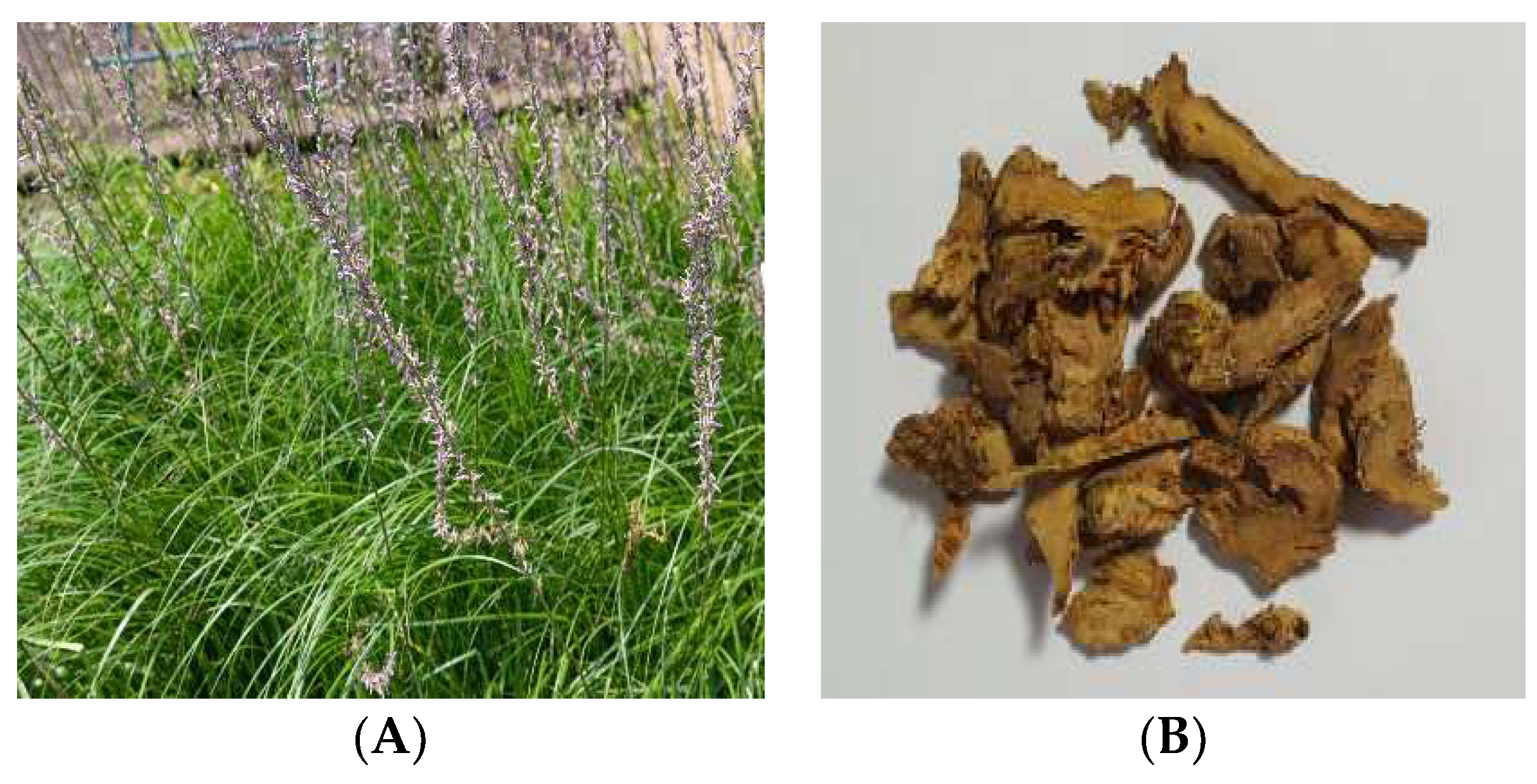 Cosmetics 10 00073 g001