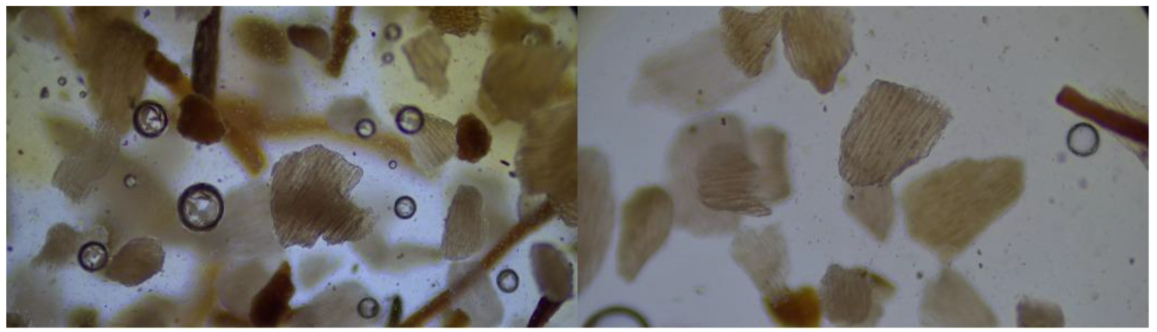 Cosmetics 10 00090 g004