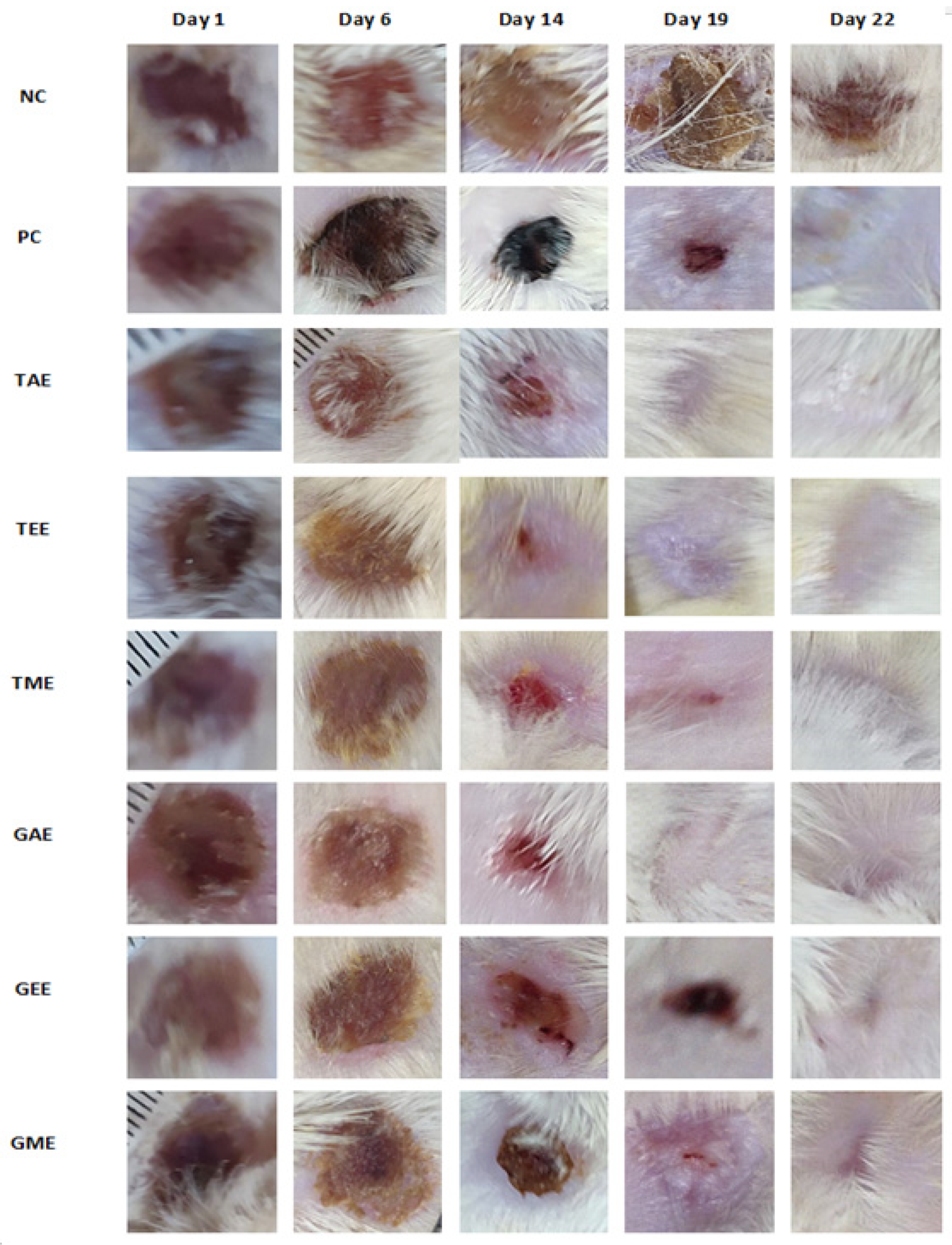 Cosmetics 10 00137 g006