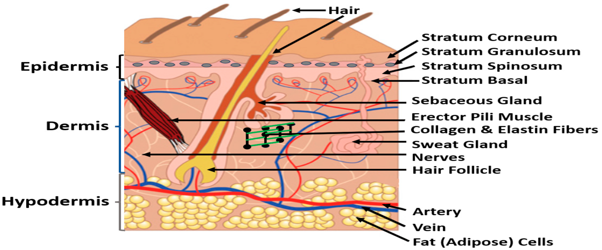 Cosmetics 10 00142 g001