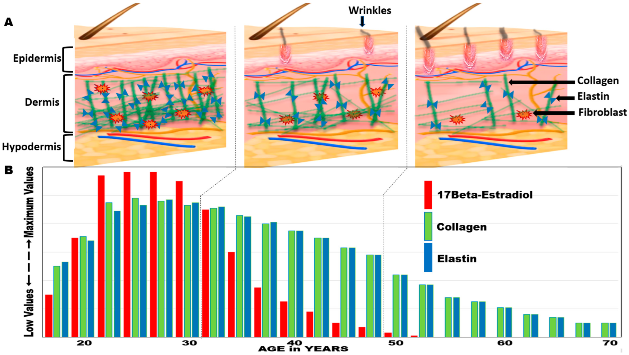 Cosmetics 10 00142 g003