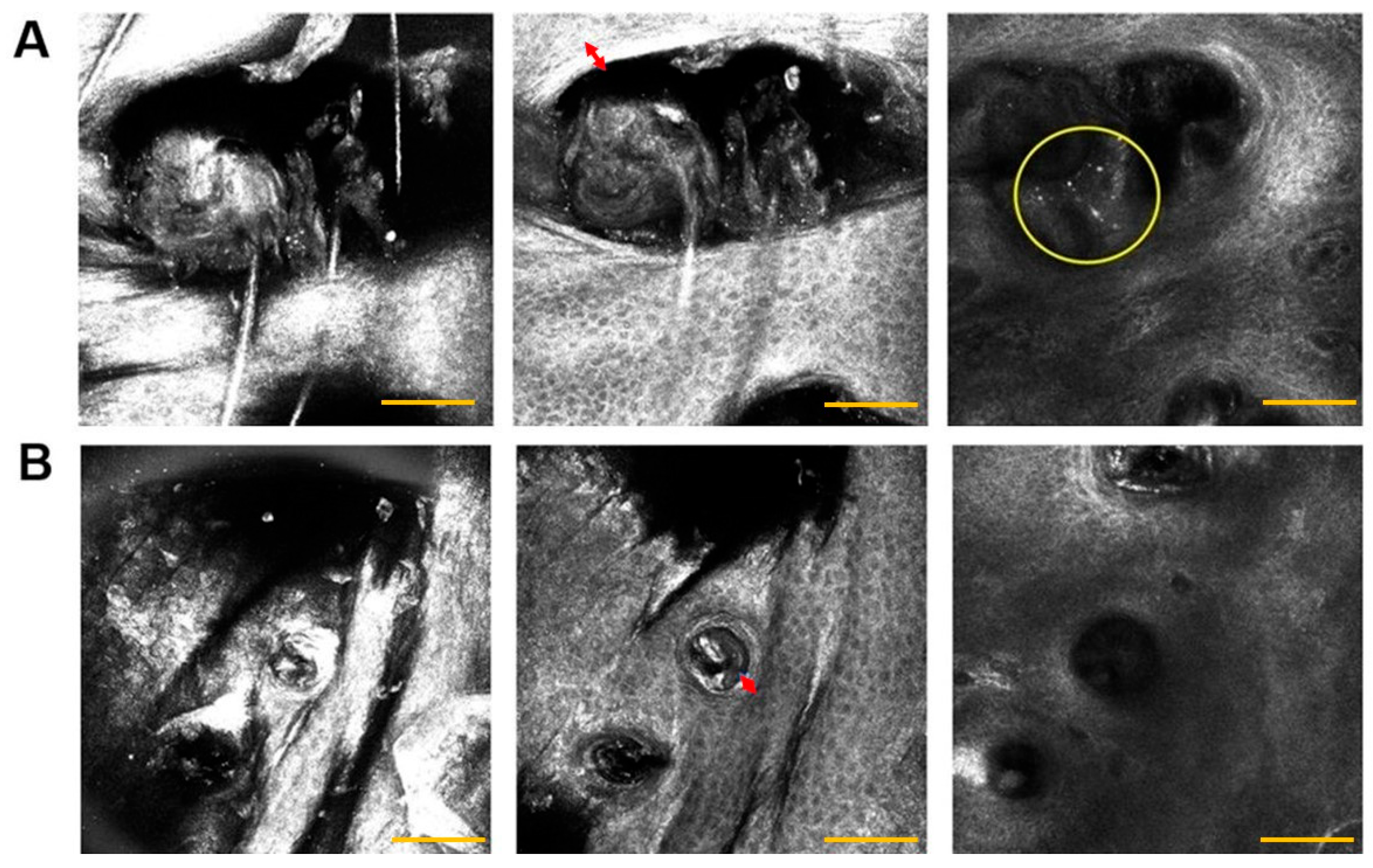 Cosmetics 10 00158 g005