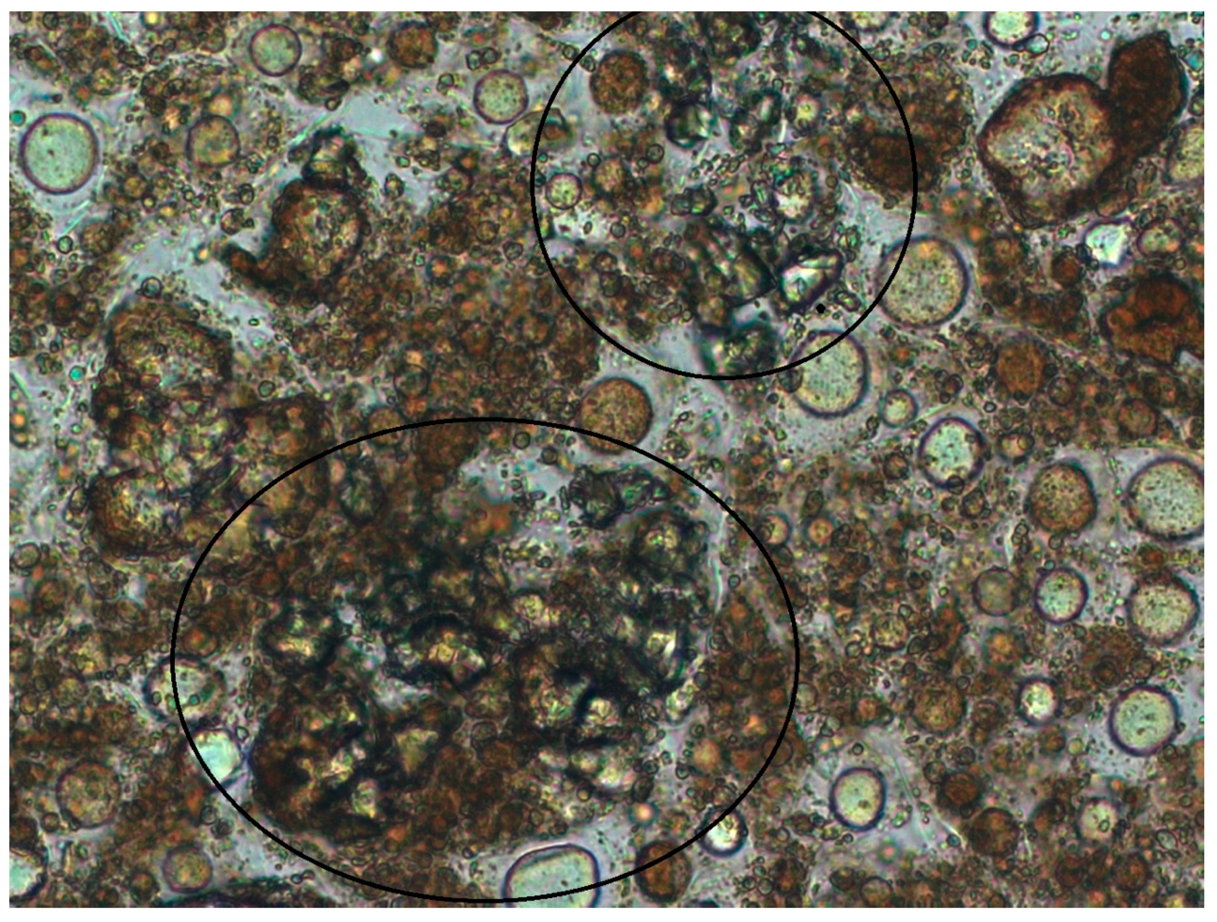 Cosmetics 11 00006 g007