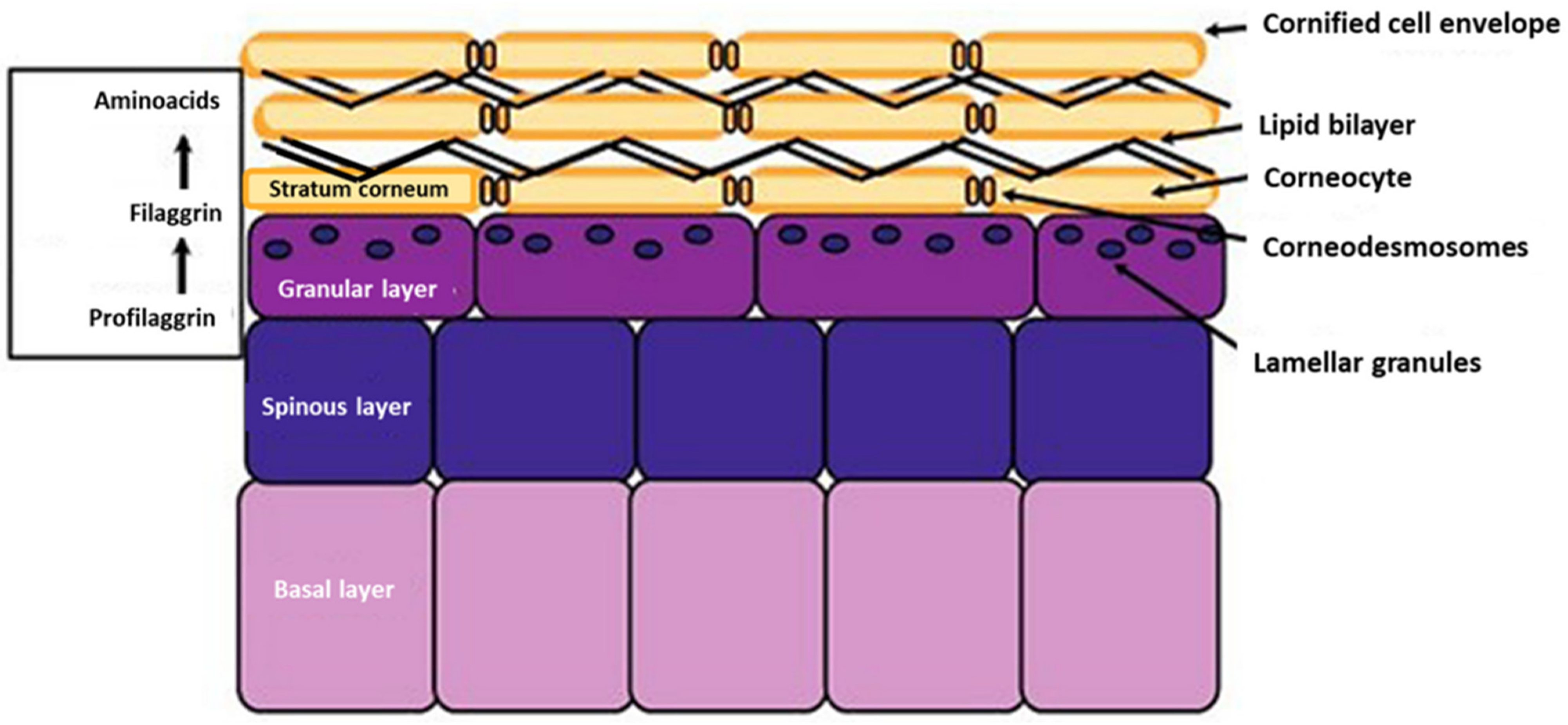 Cosmetics 11 00020 g003