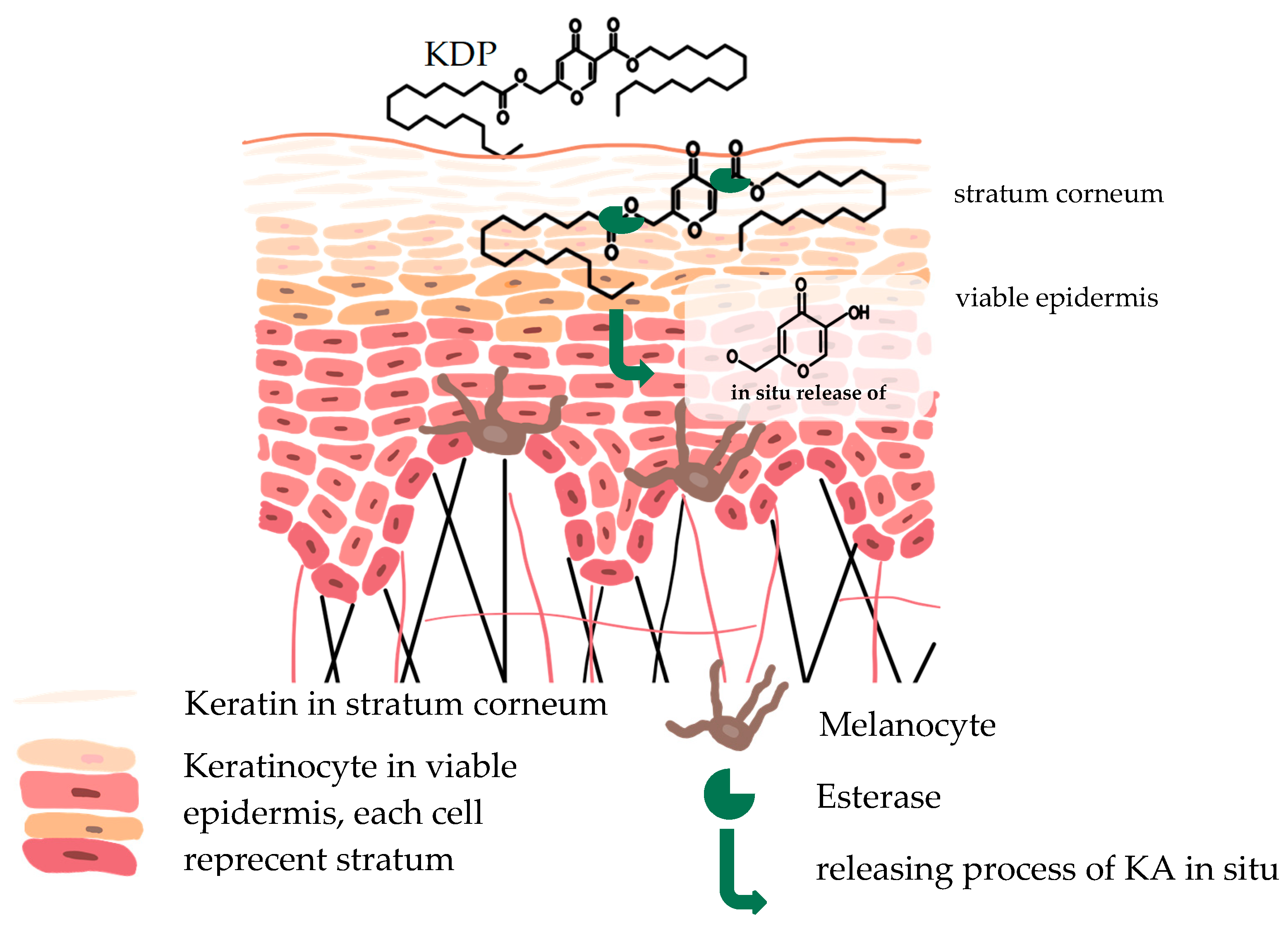 Cosmetics 11 00021 g002