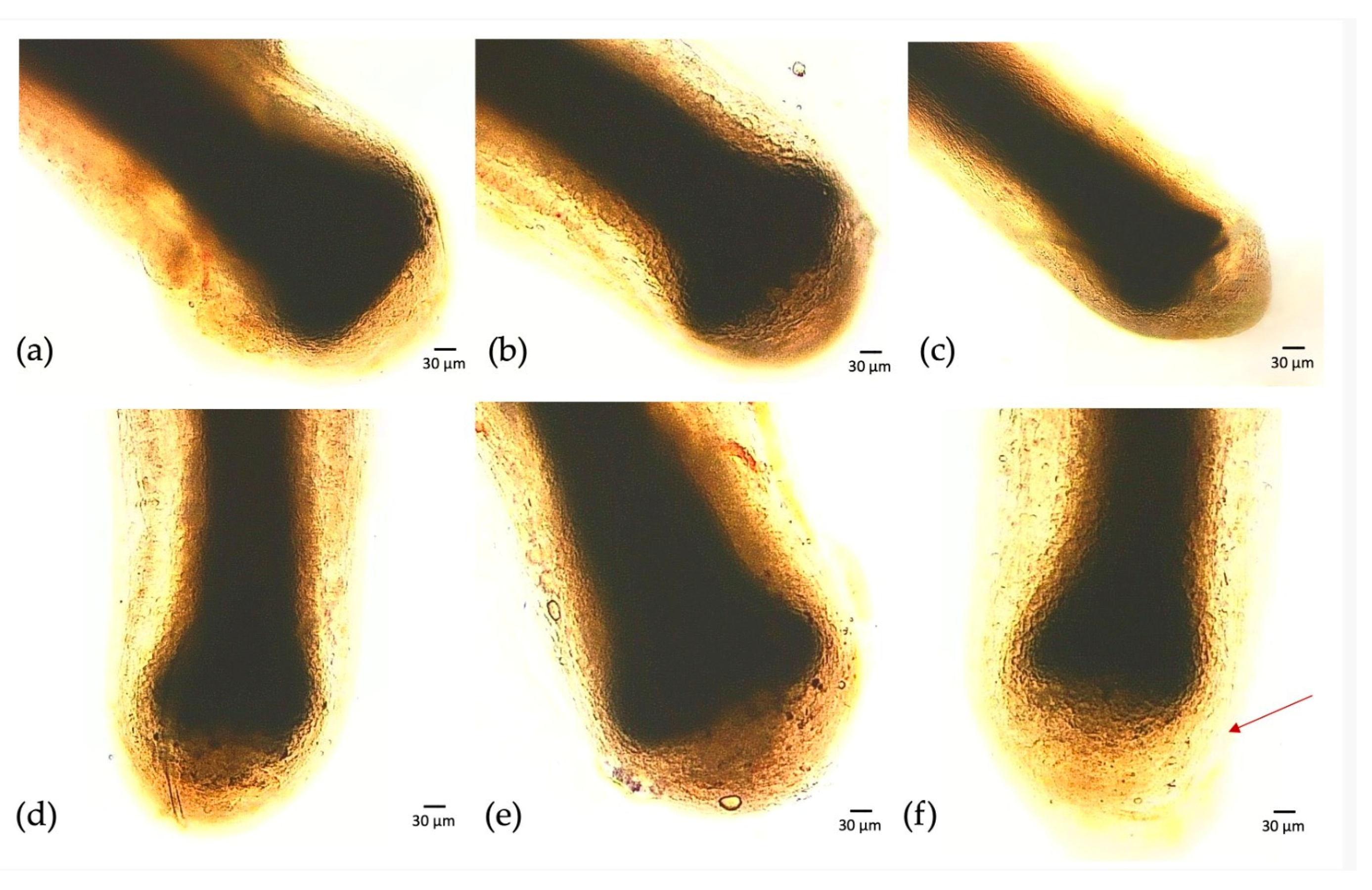 Cosmetics 11 00031 g003