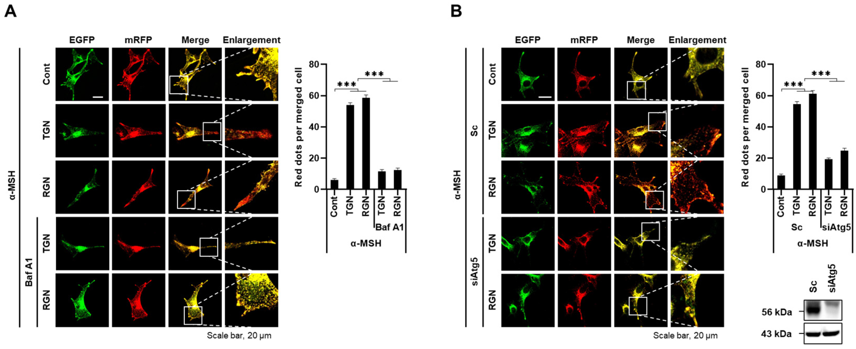 Cosmetics 11 00035 g003