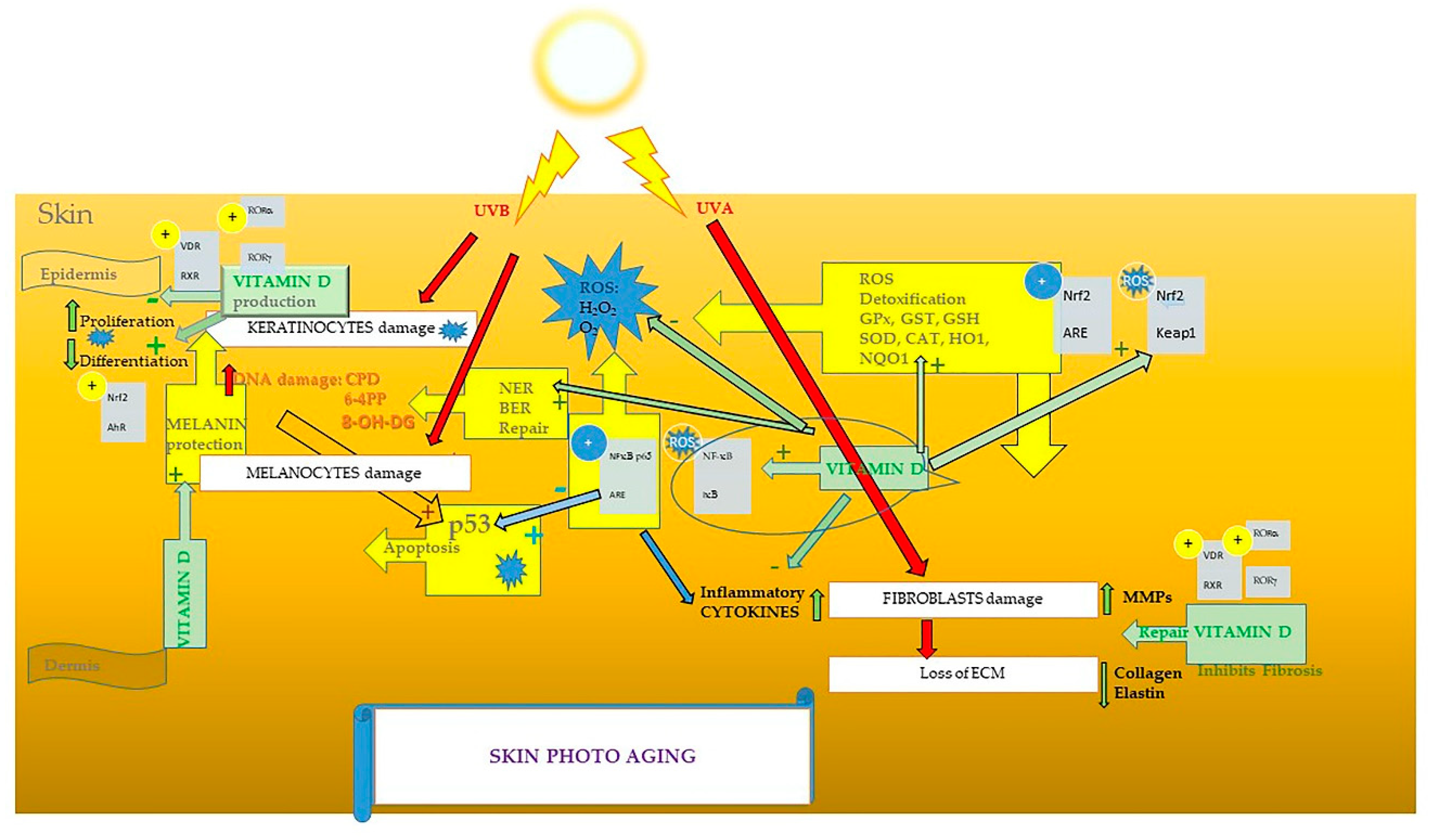 Cosmetics 11 00037 g002