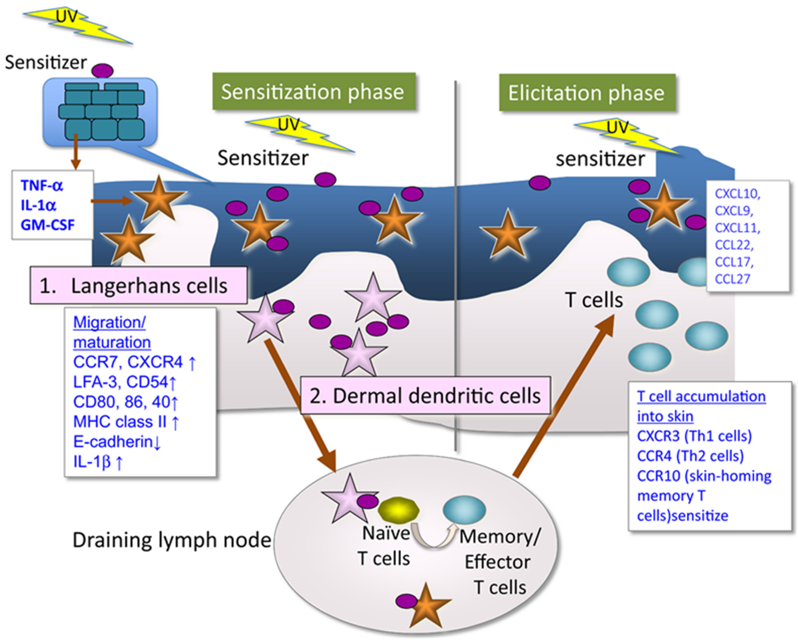 Cosmetics 11 00047 g001