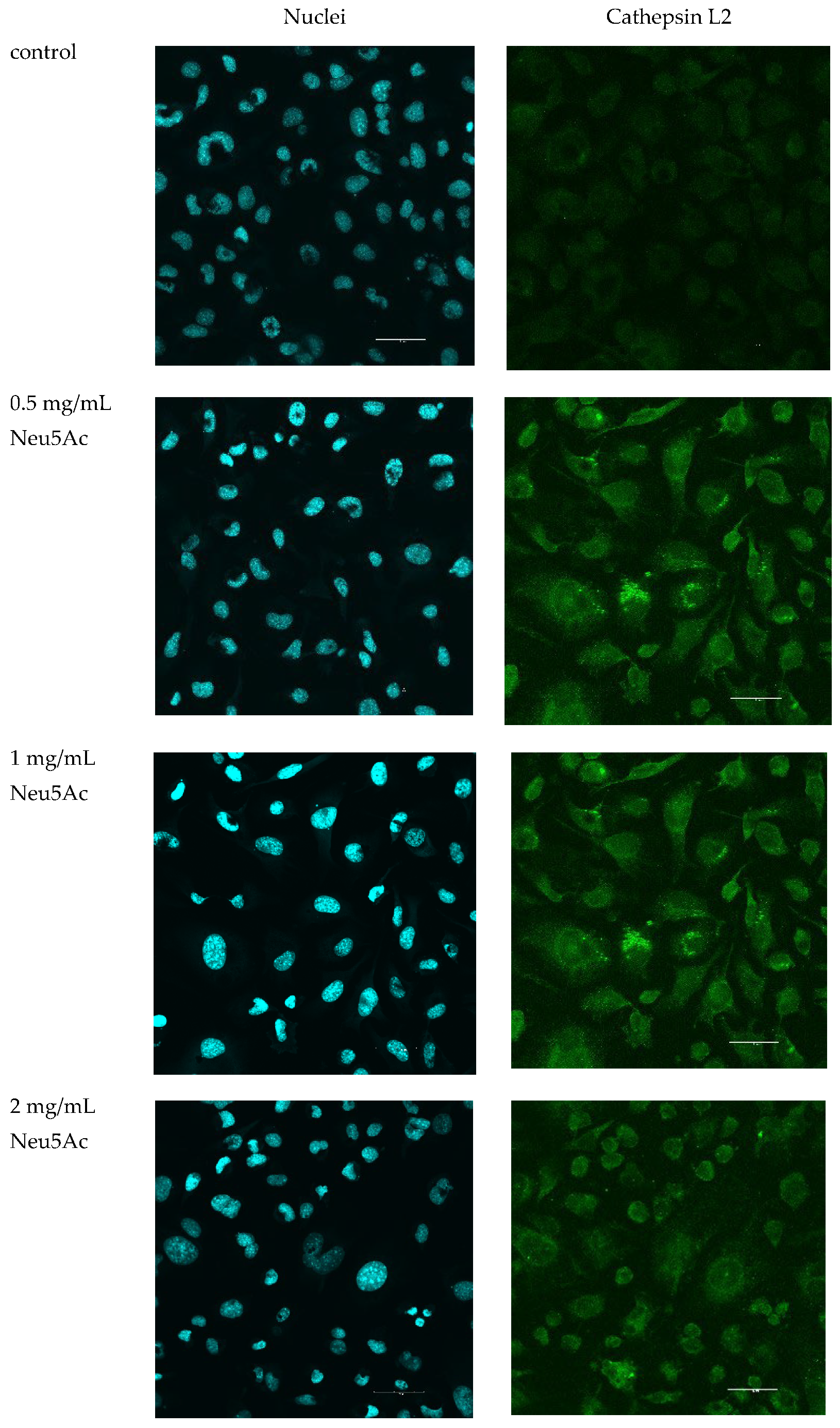 Cosmetics 11 00082 g004