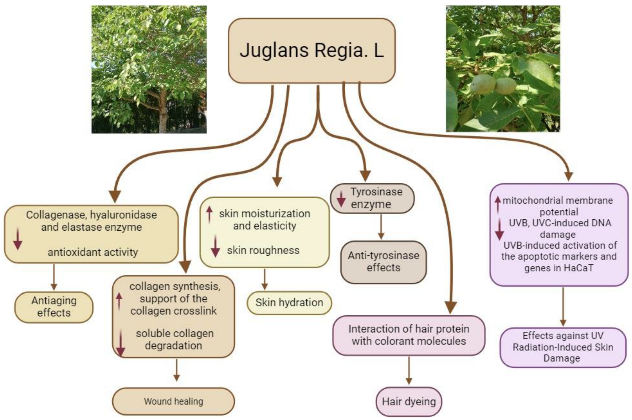 Cosmetics 11 00163 g001