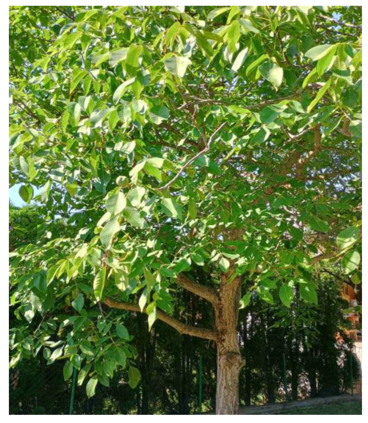 Cosmetics 11 00163 g002