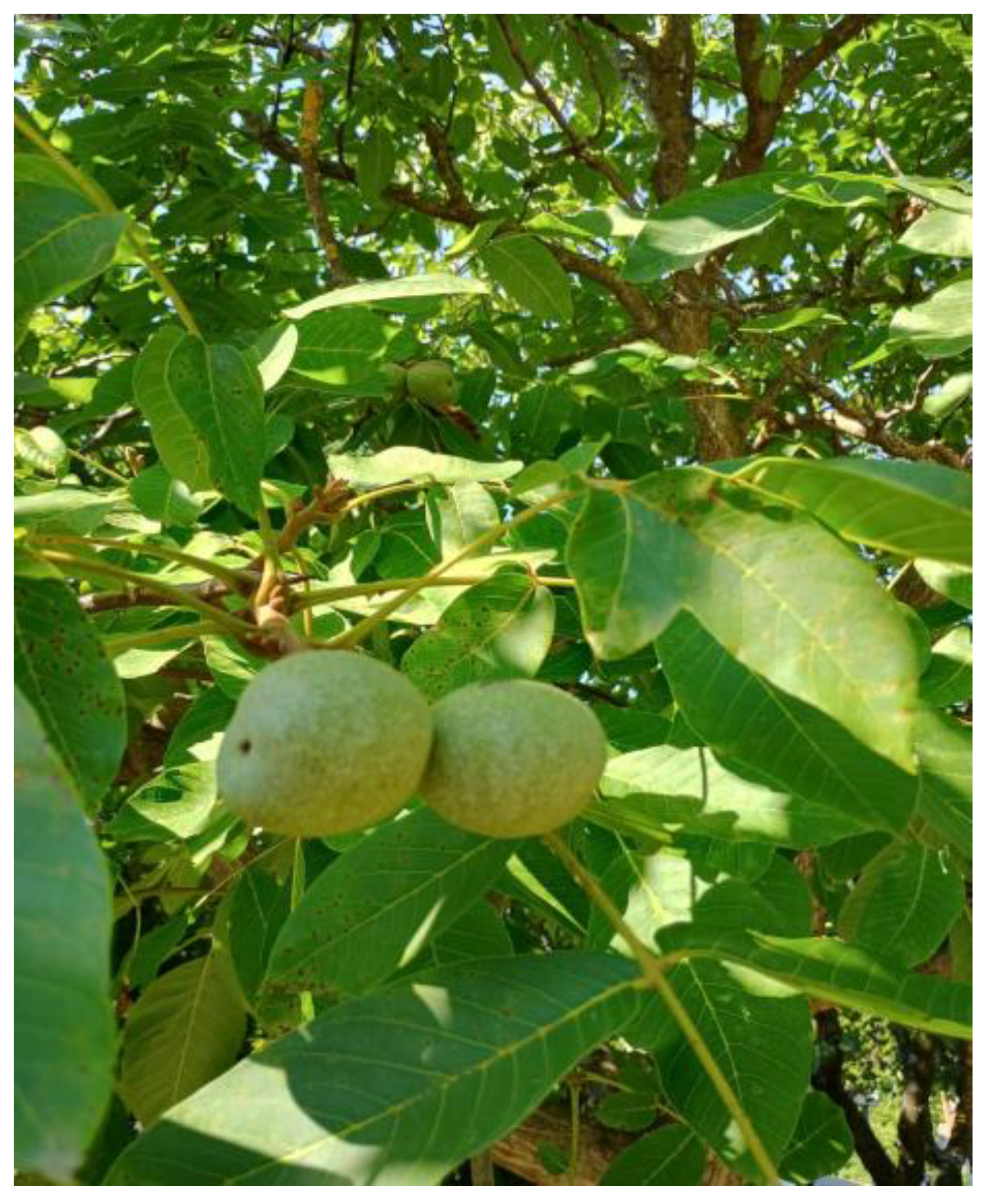 Cosmetics 11 00163 g003