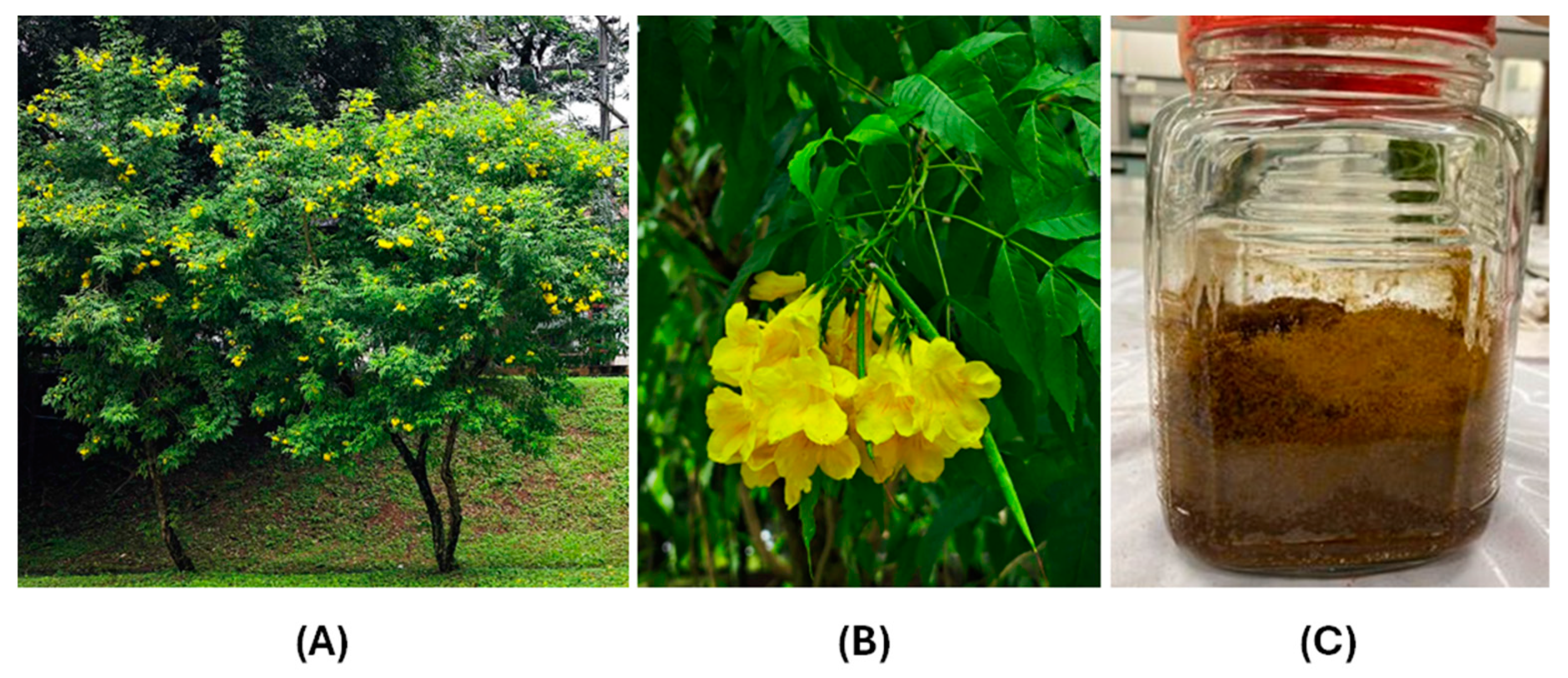 Cosmetics 11 00214 g001