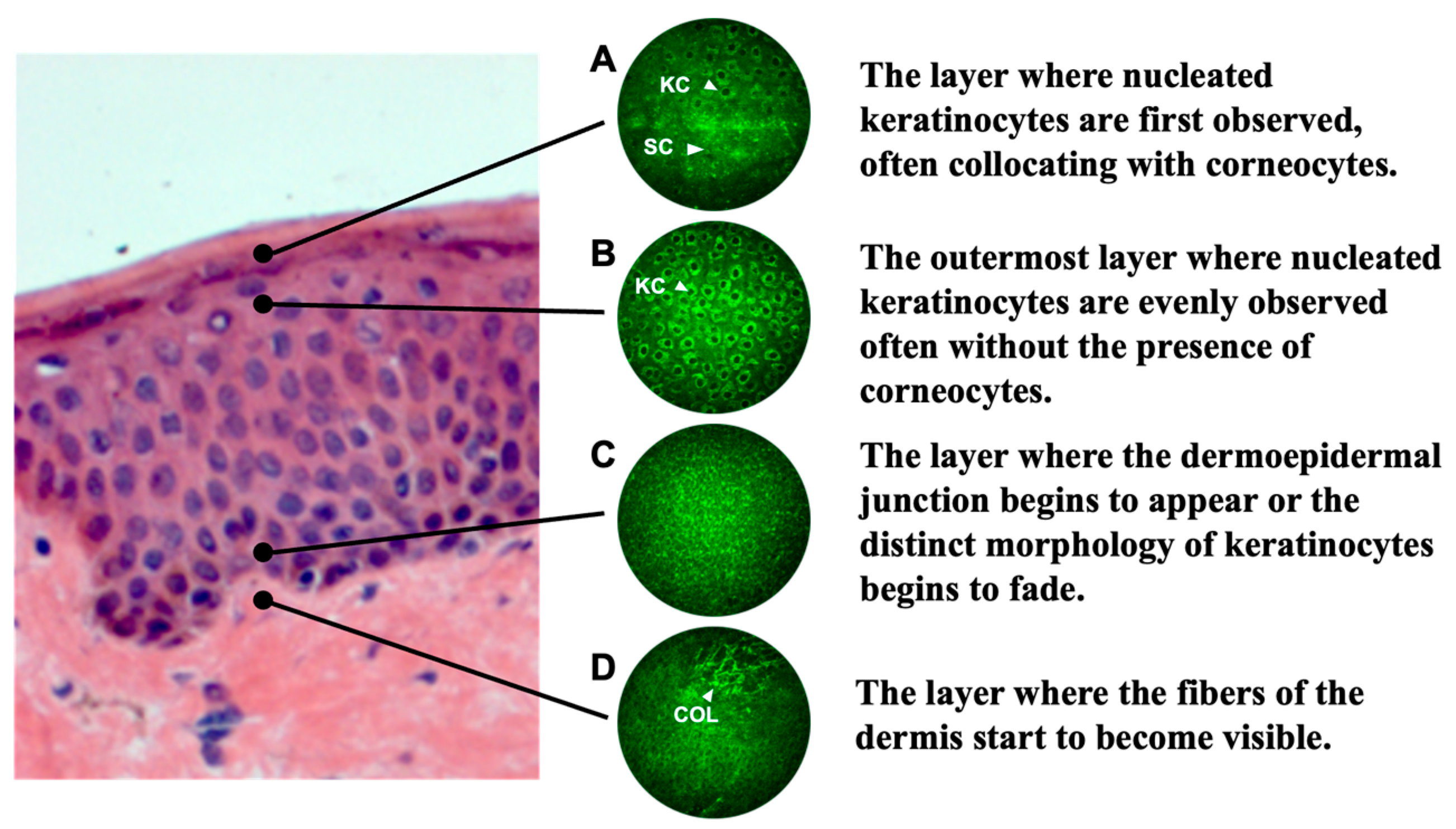 Cosmetics 11 00219 g003