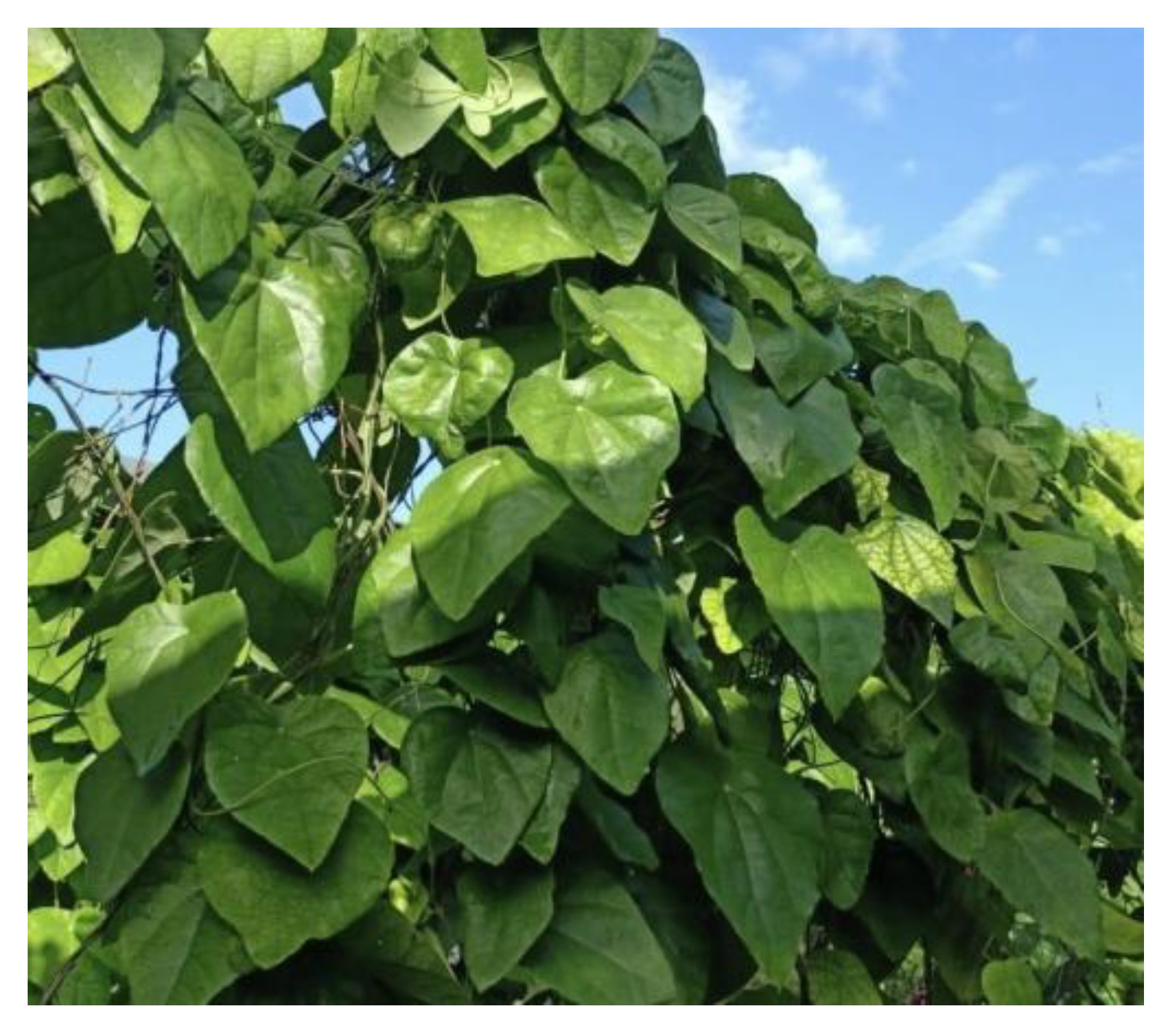 Cosmetics 12 00005 g001