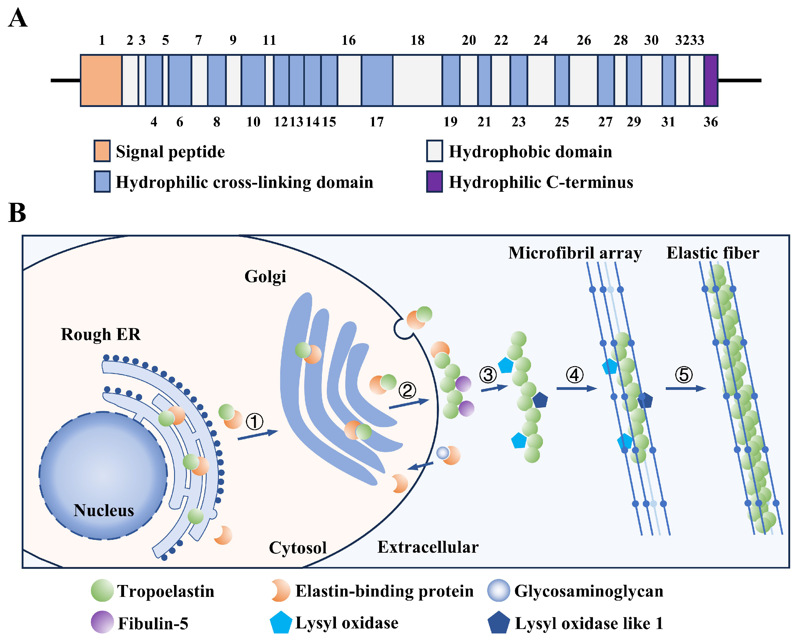 Cosmetics 12 00018 g001
