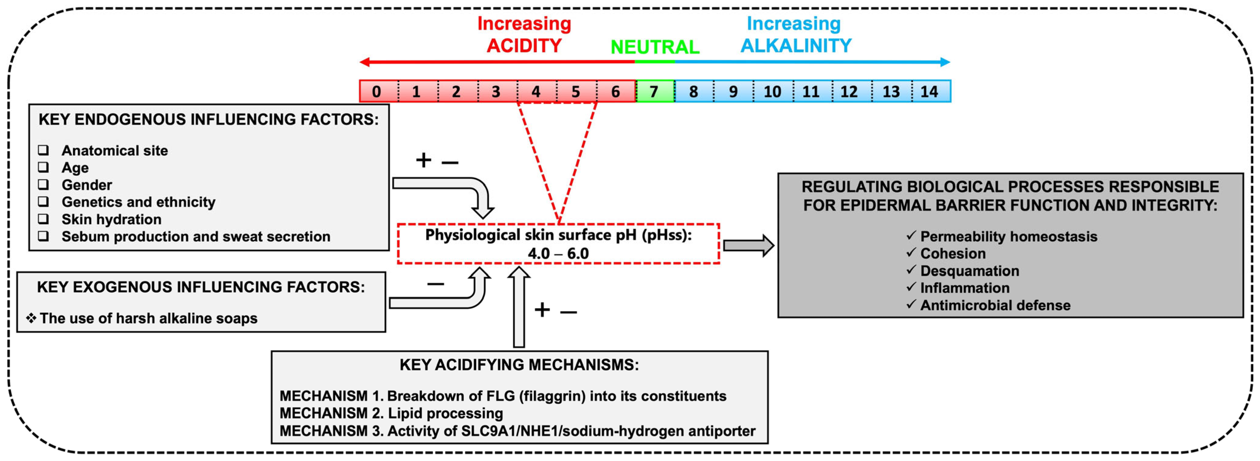 Cosmetics 12 00024 g001