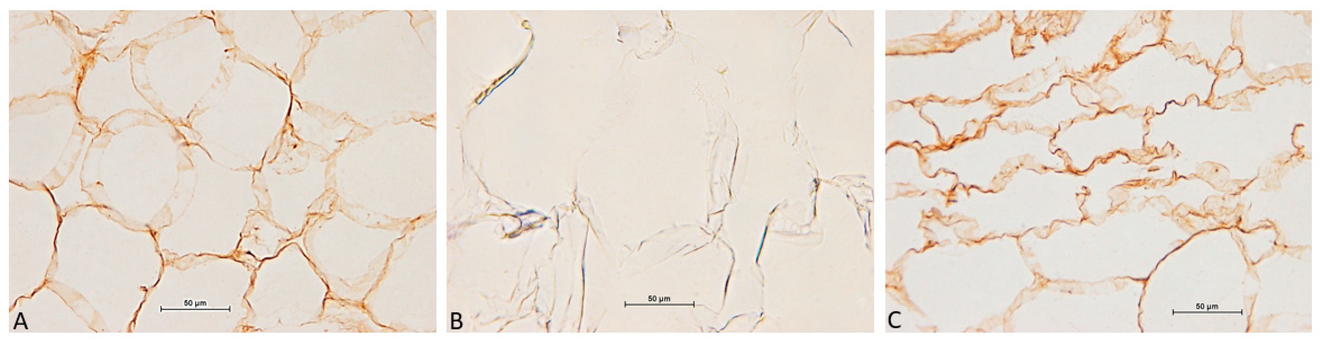 Cosmetics 12 00042 g003