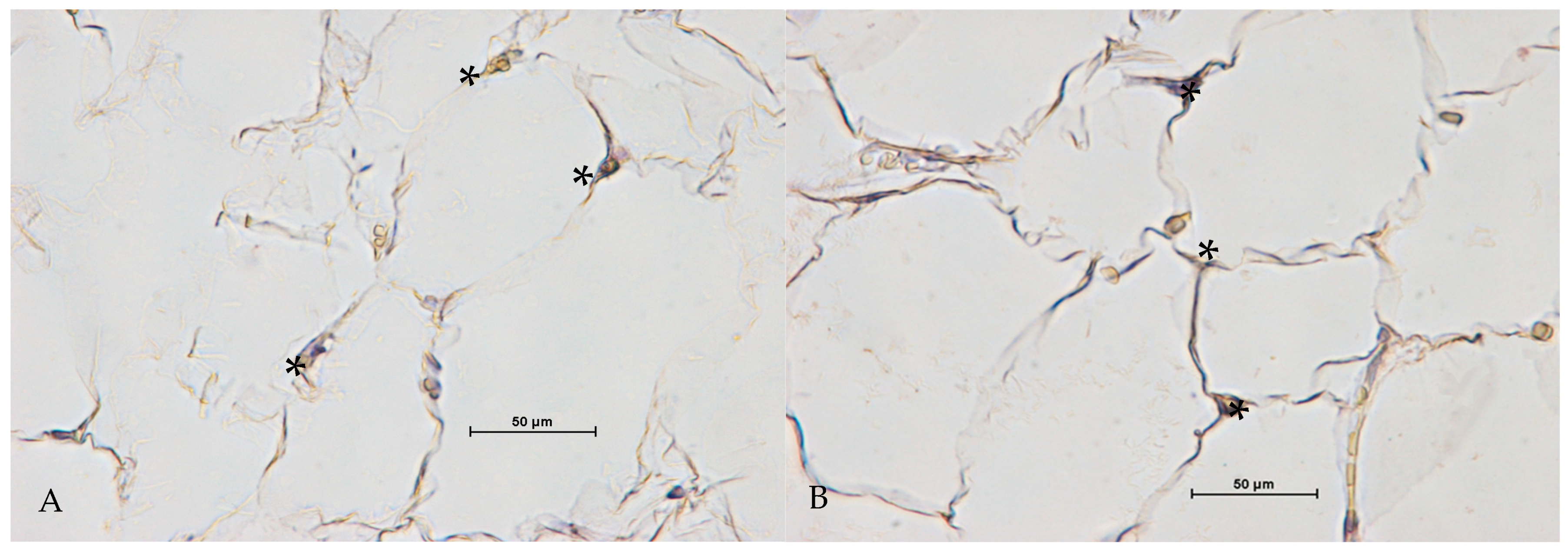 Cosmetics 12 00042 g004