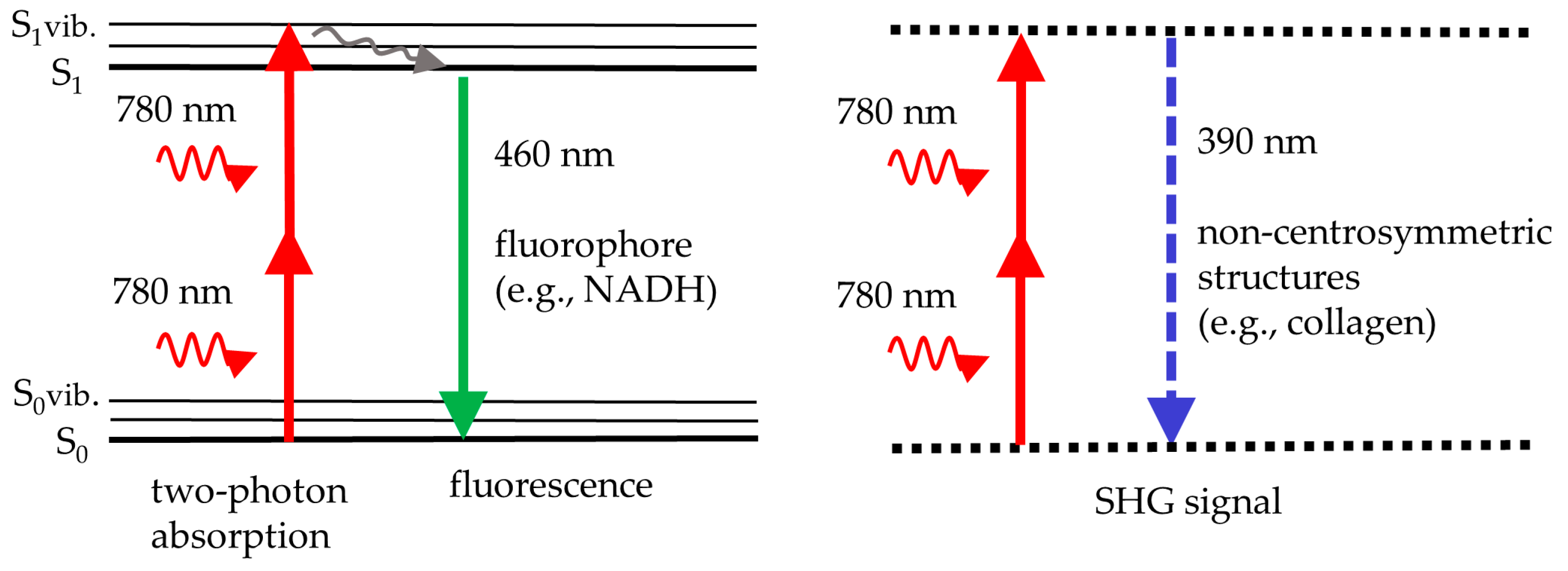 Cosmetics 12 00044 g001