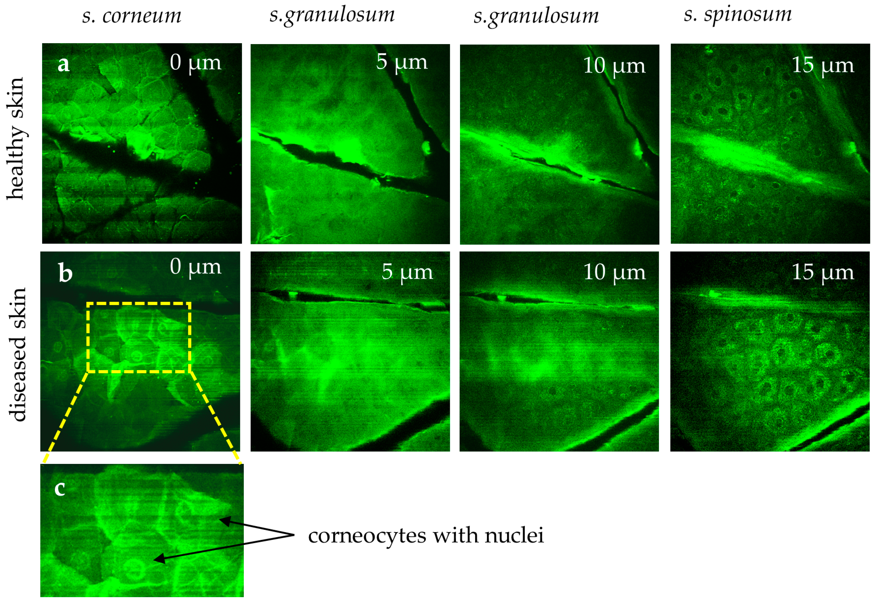 Cosmetics 12 00044 g008