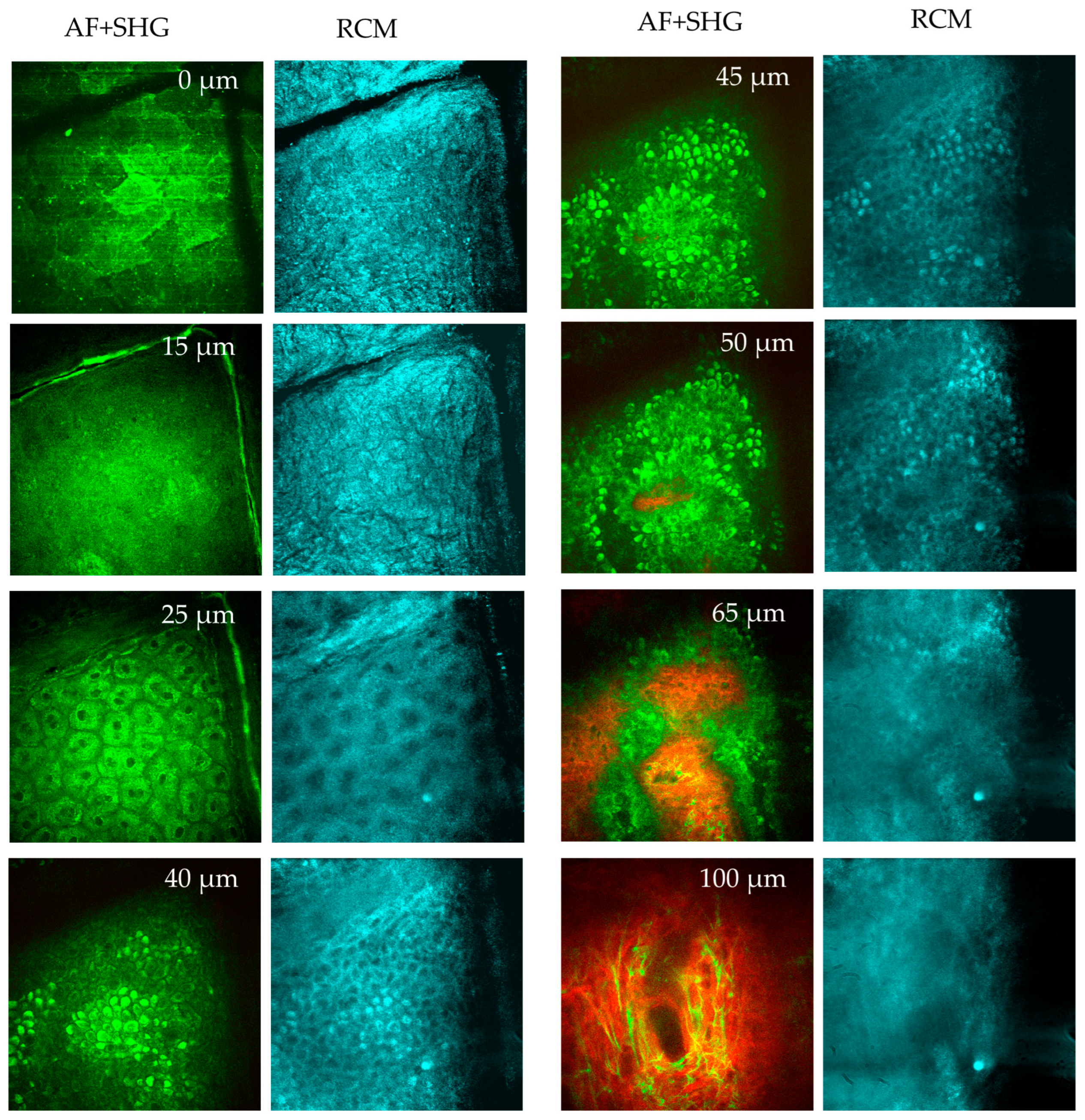 Cosmetics 12 00044 g009