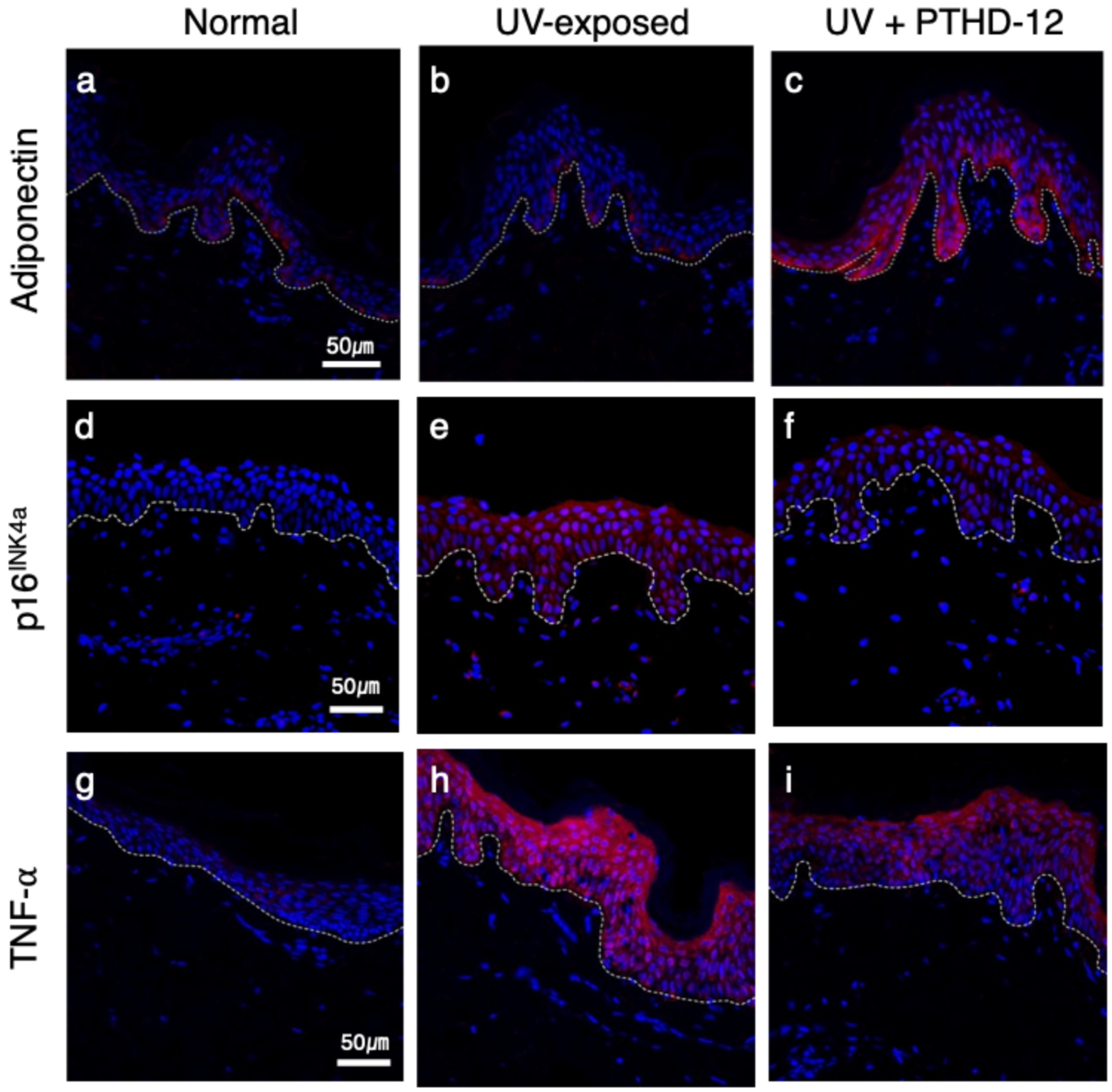 Cosmetics 12 00054 g003