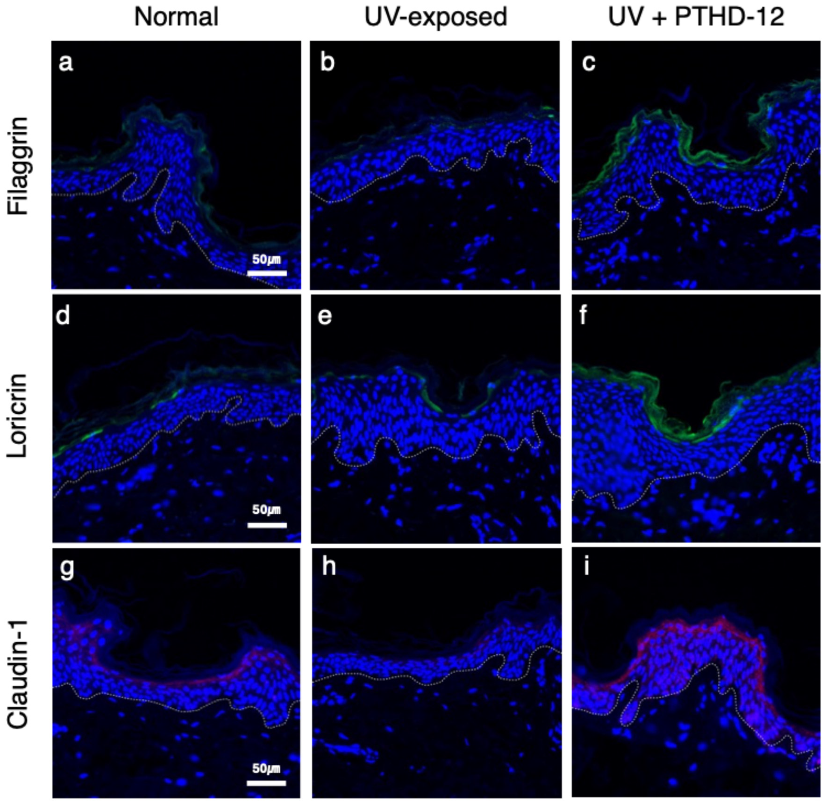 Cosmetics 12 00054 g004