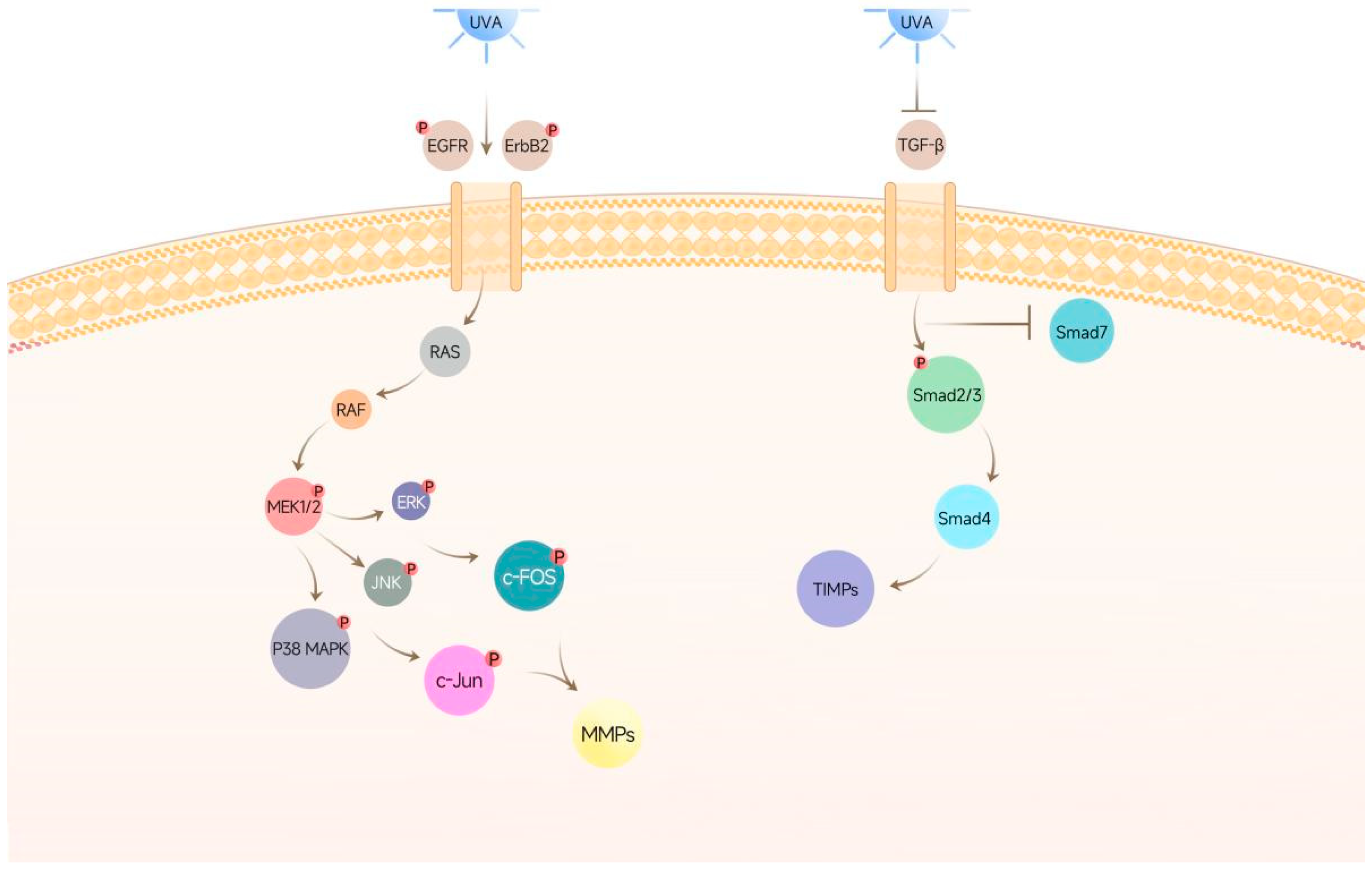 Cosmetics 12 00059 g009