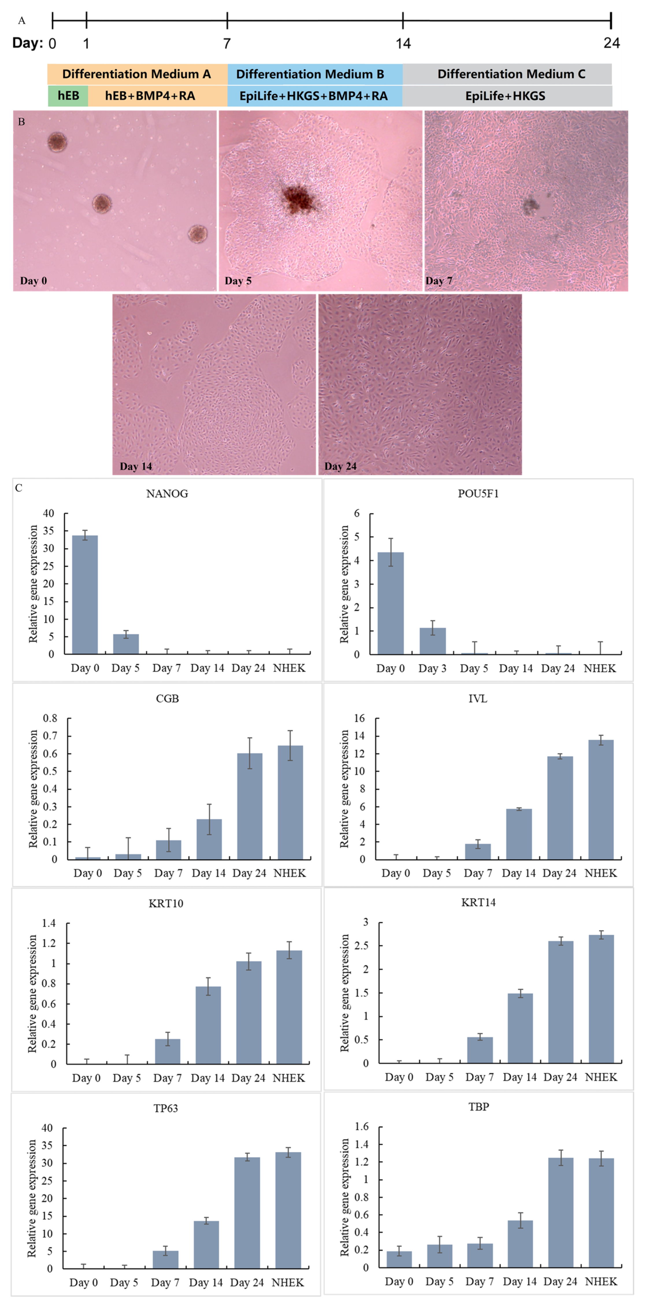 Cosmetics 12 00075 g003