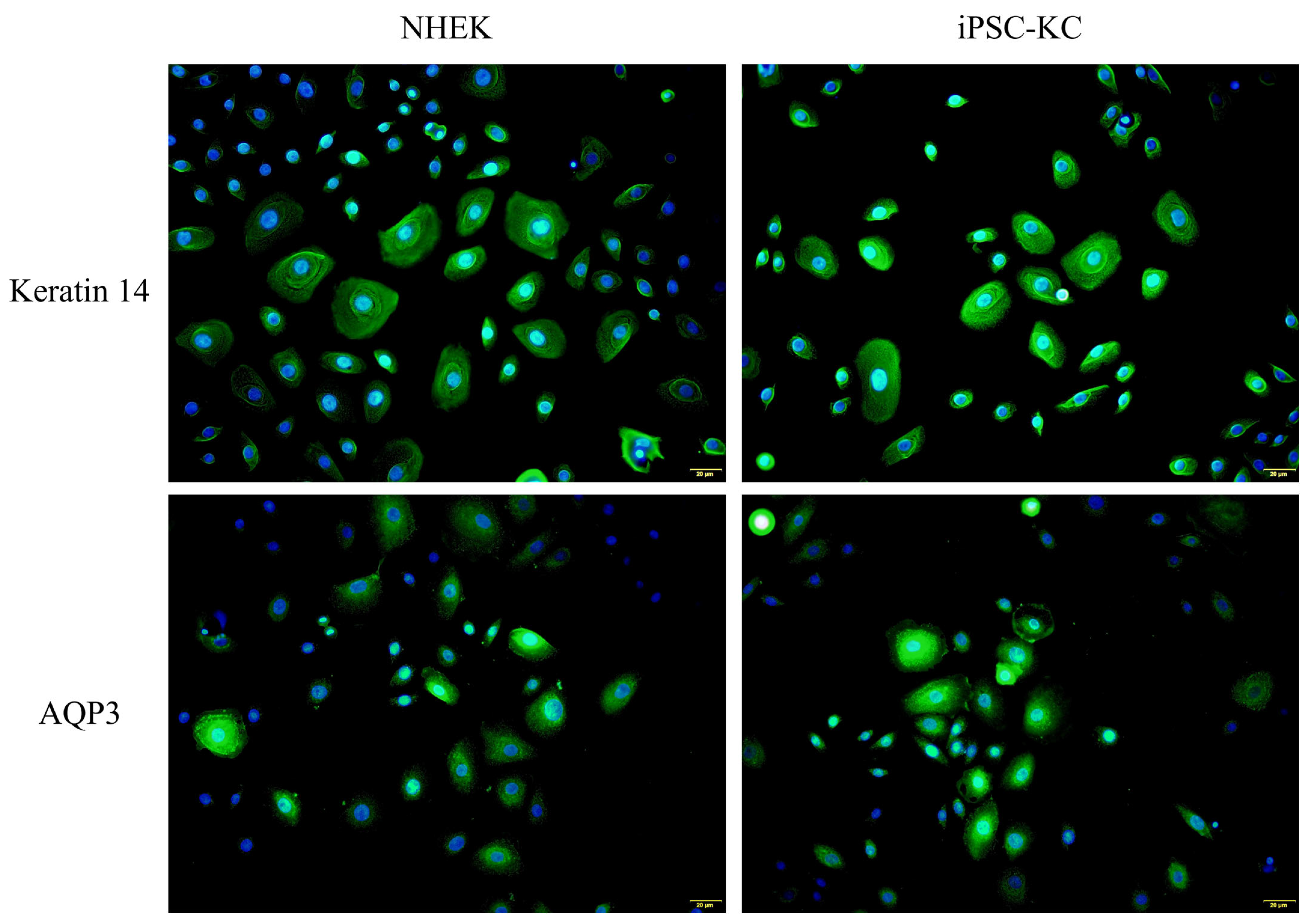 Cosmetics 12 00075 g004