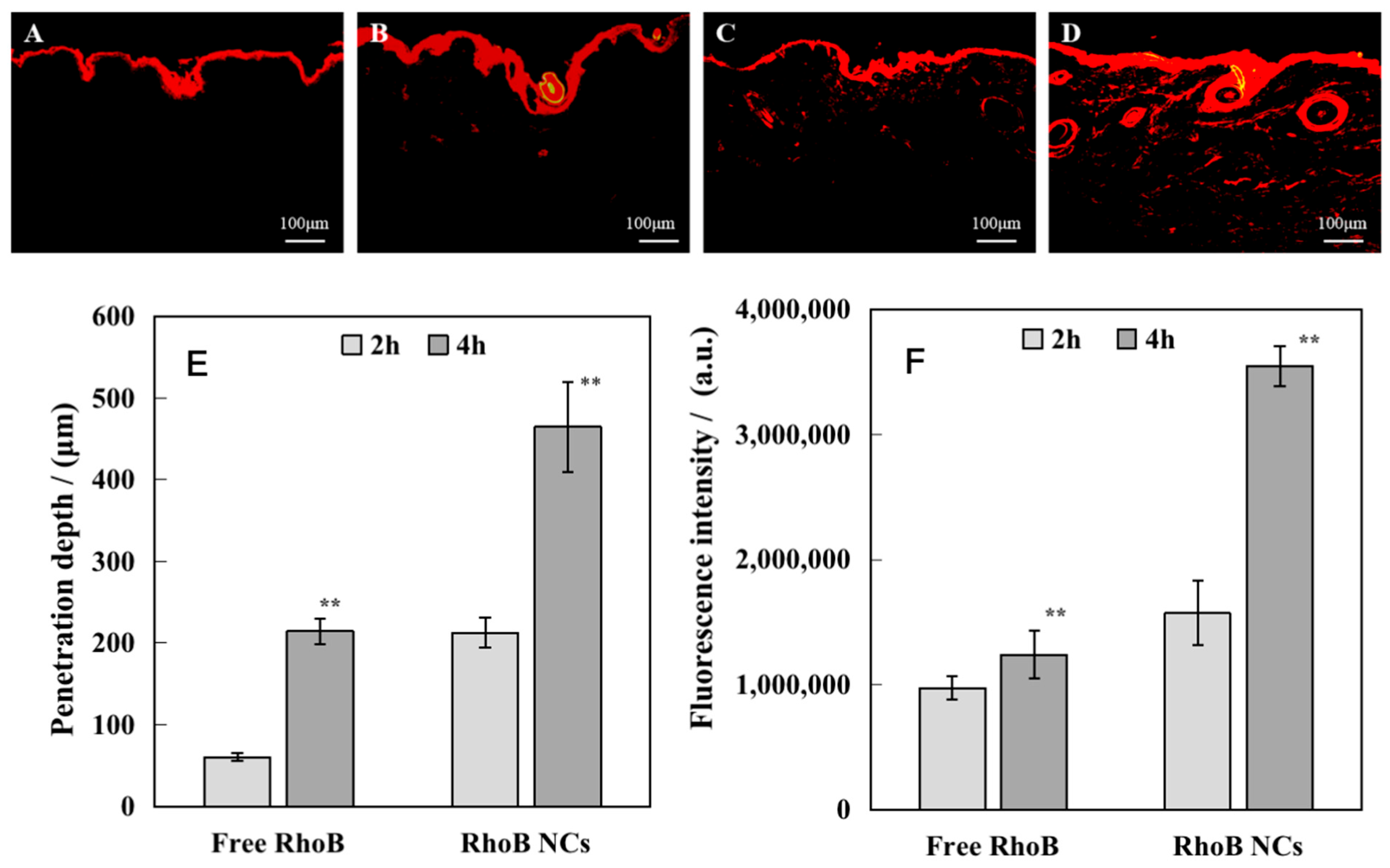 Cosmetics 12 00083 g003