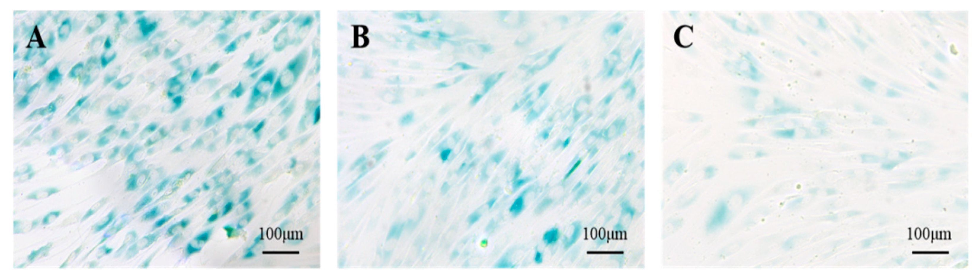 Cosmetics 12 00083 g007