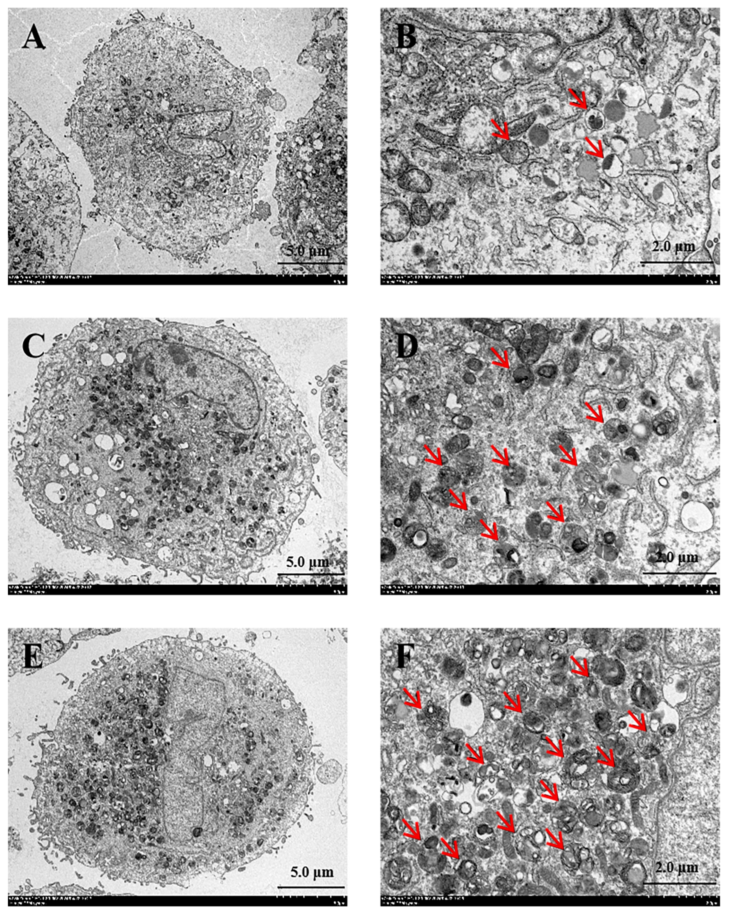 Cosmetics 12 00083 g009