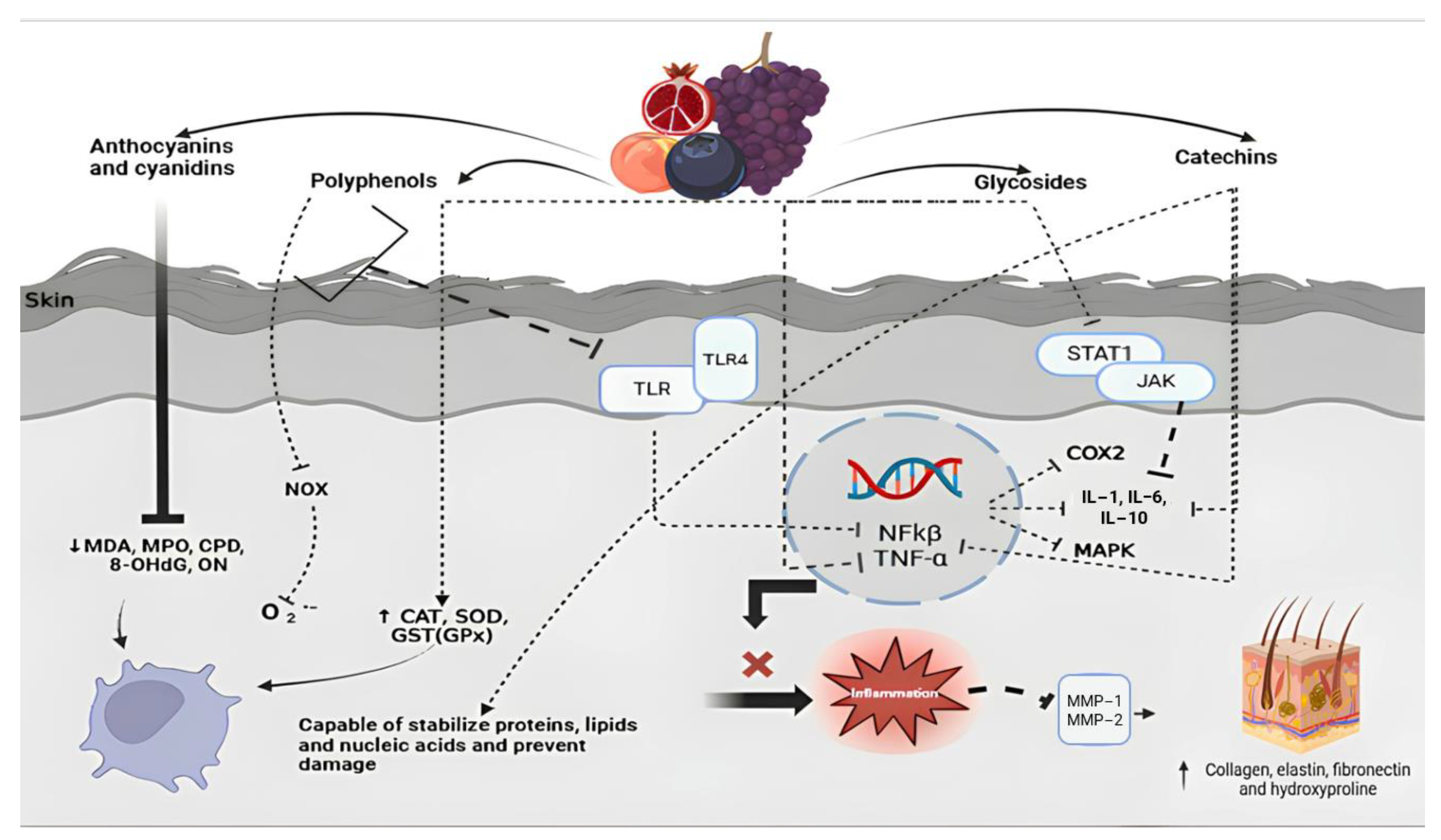 Cosmetics 12 00087 g003