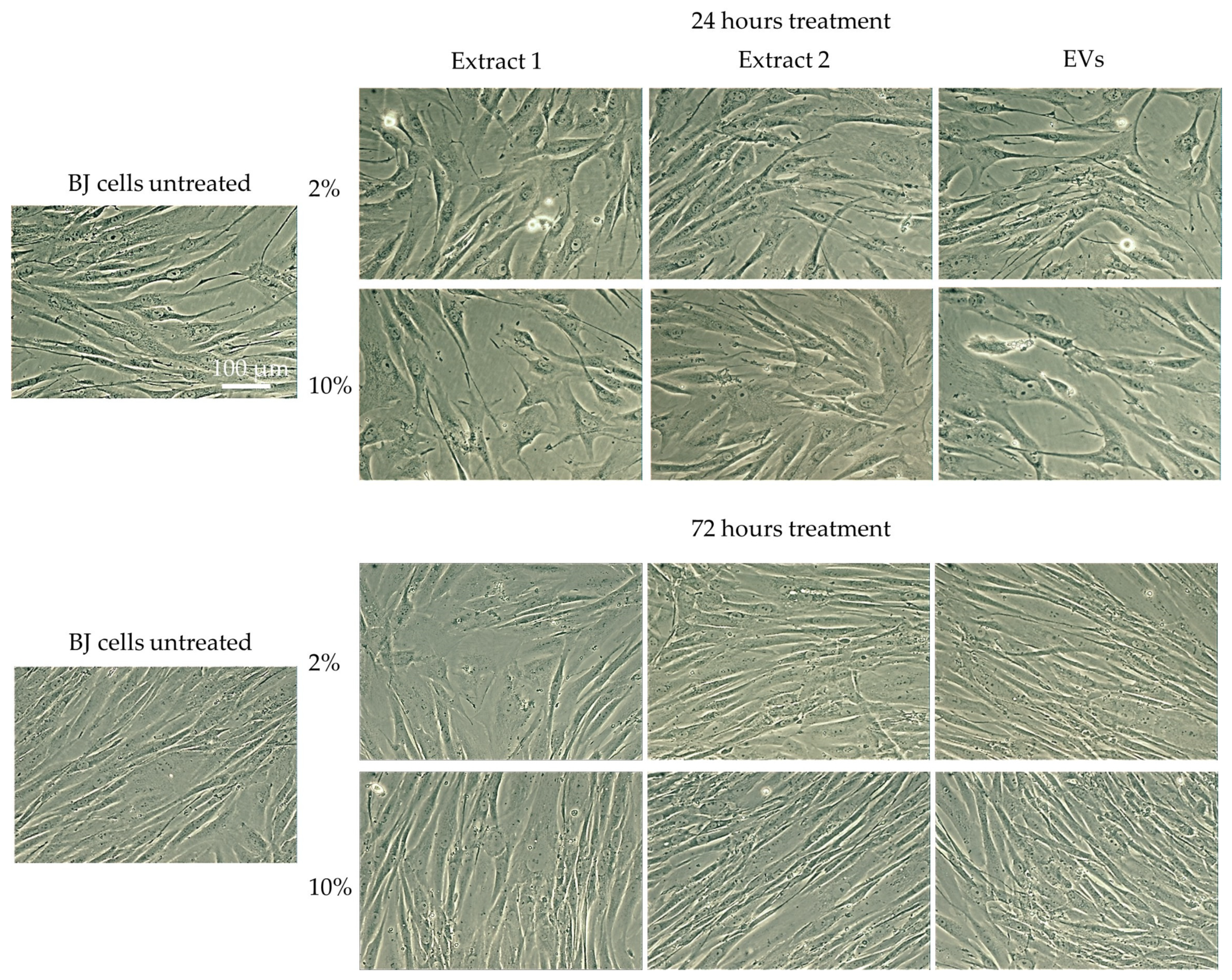 Cosmetics 12 00090 g003