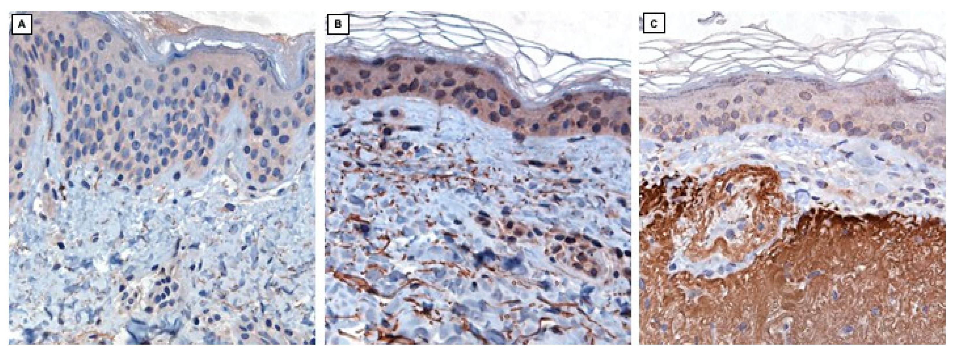 Cosmetics 12 00111 g005