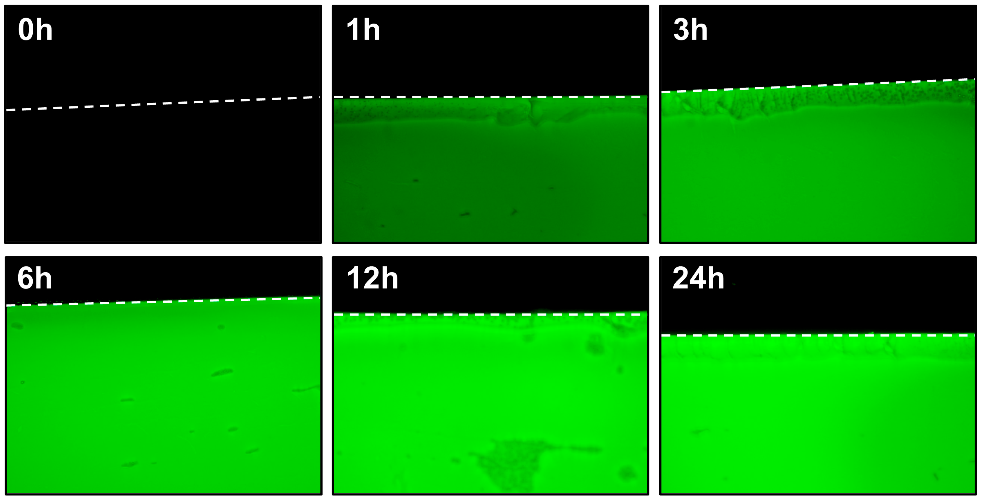 Cosmetics 12 00138 g006