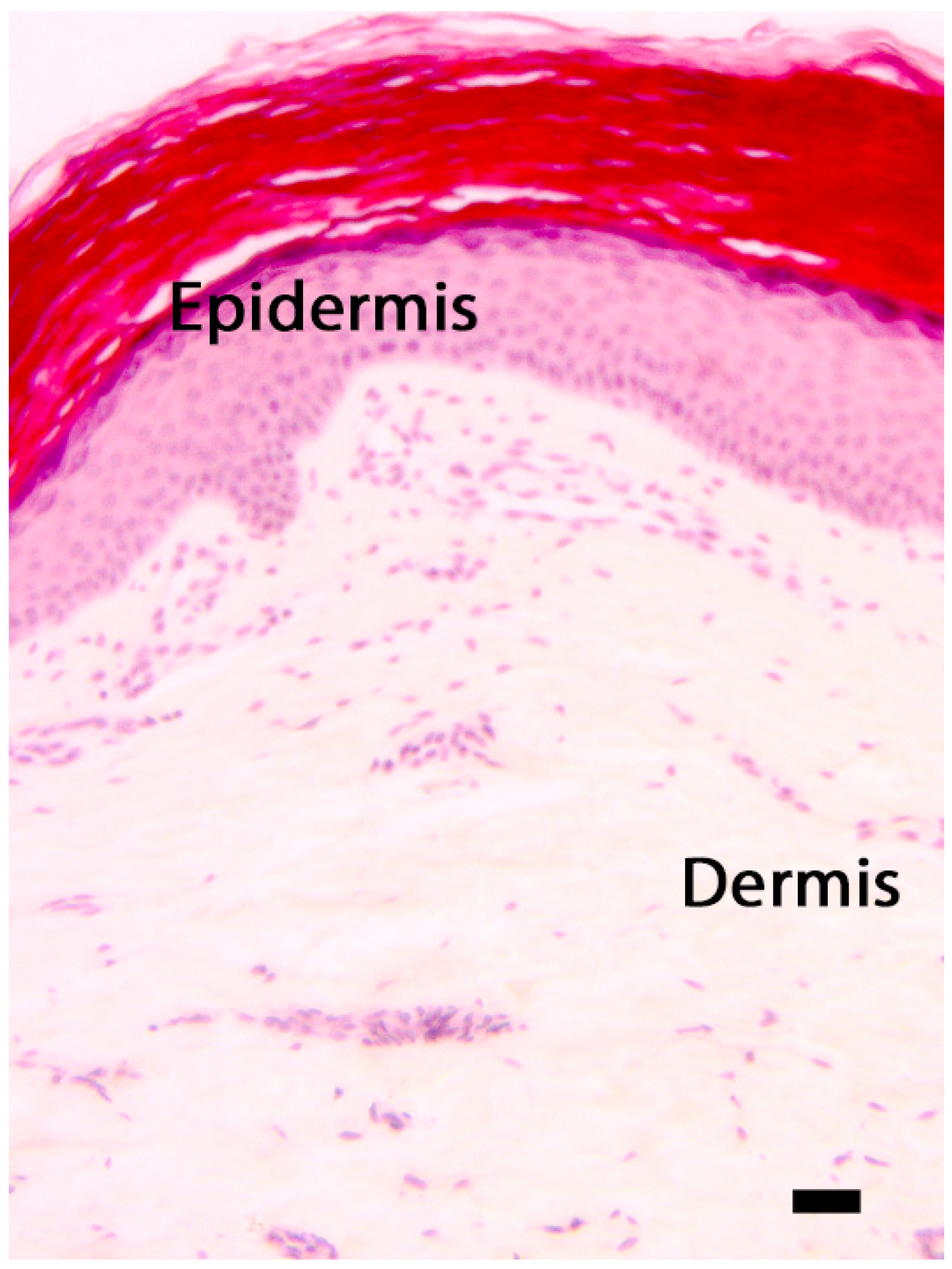 Cosmetics 12 00144 g002