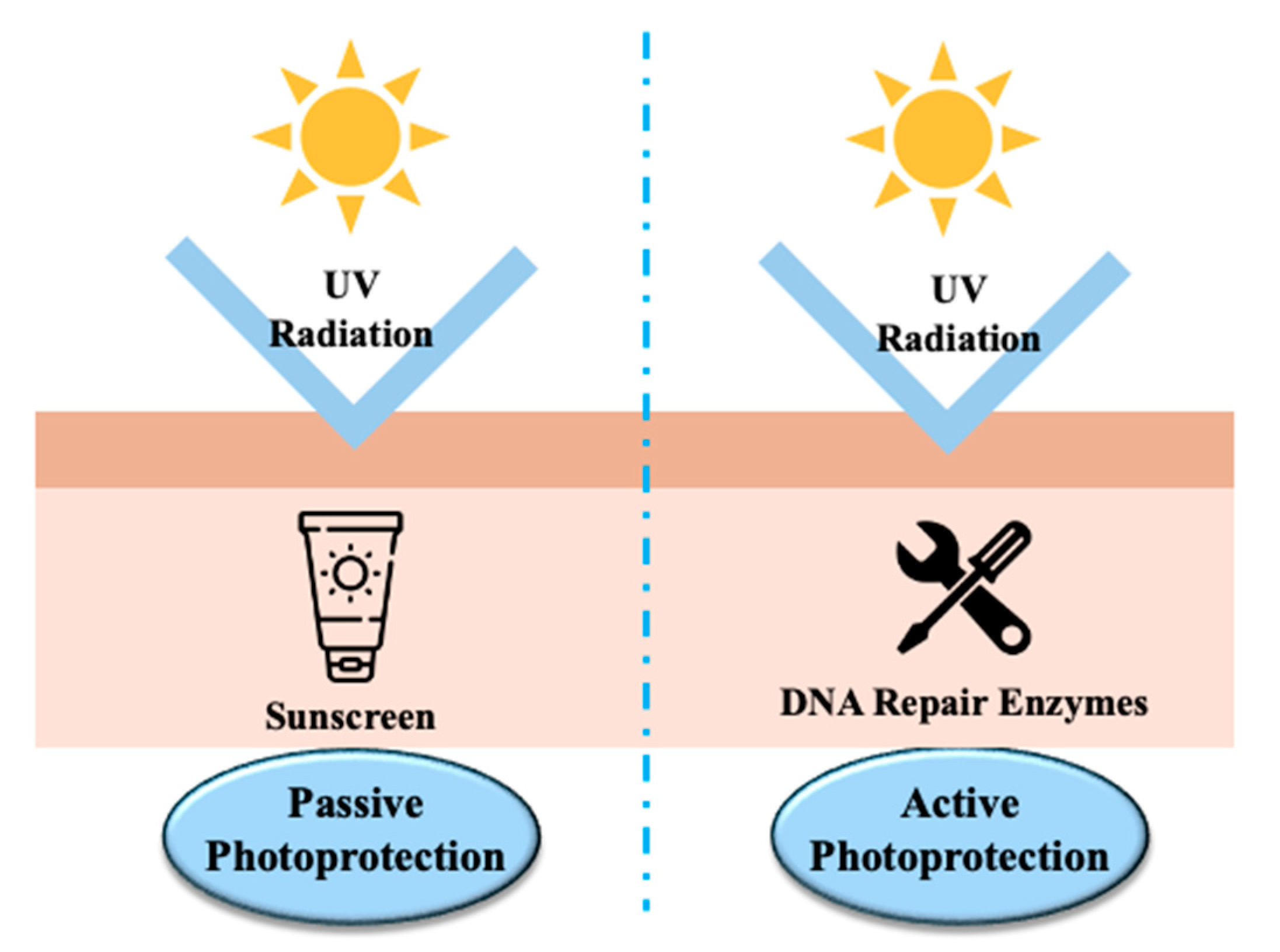 Enzymes DNA Repair in Skin Photoprotection: Strategies Counteracting ...